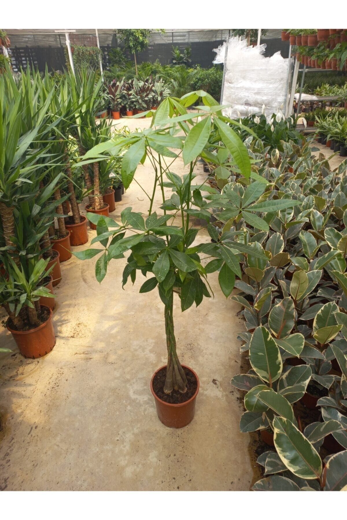 Mk Botanik Pachira Aquatica (para Ağacı) 90-100 Cm Boyunda Canlı Saksıda
