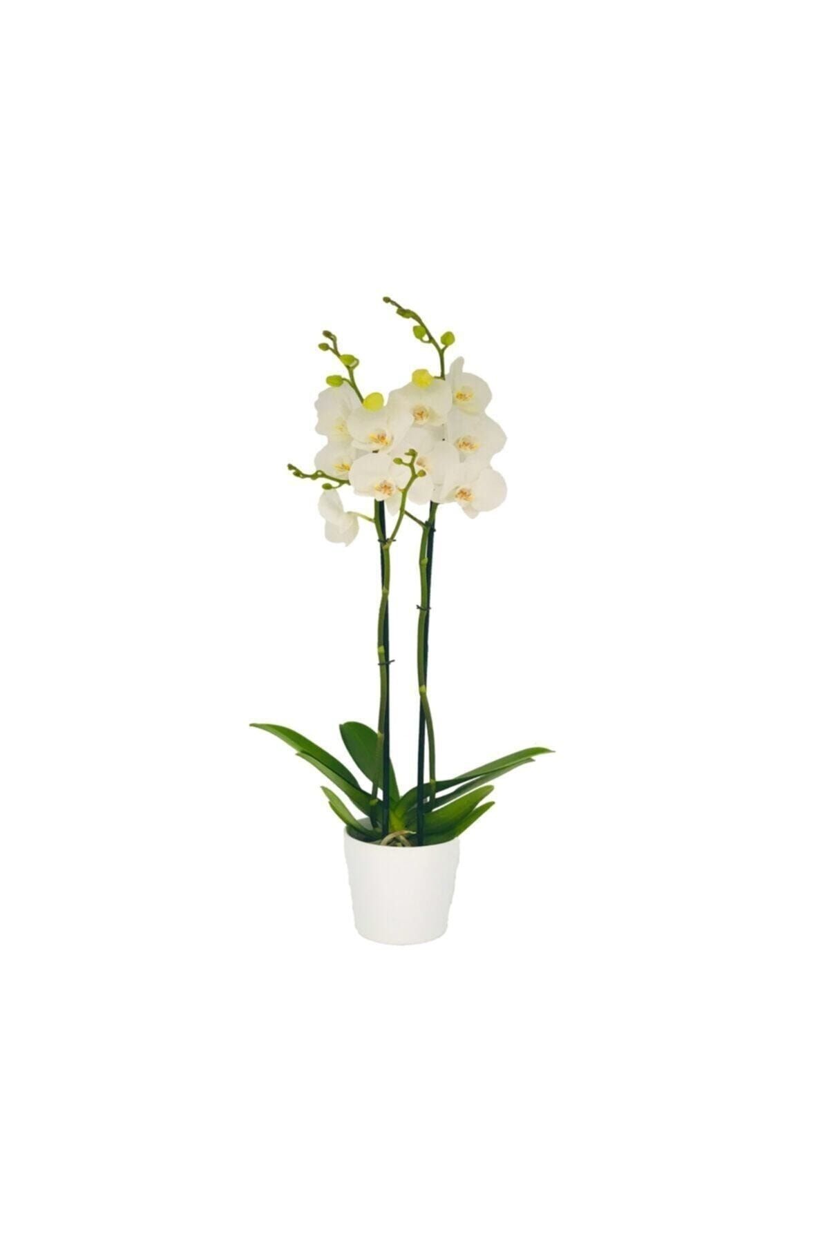 İthâl Bitki Çift Dal Beyaz Orkide Çiçeği