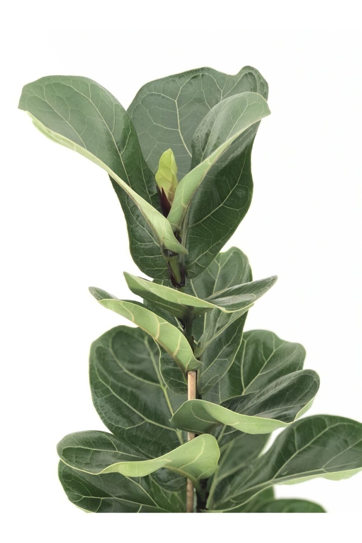 ORMANLIK Keman Yapraklı Kauçuk (ficus Lyrata)