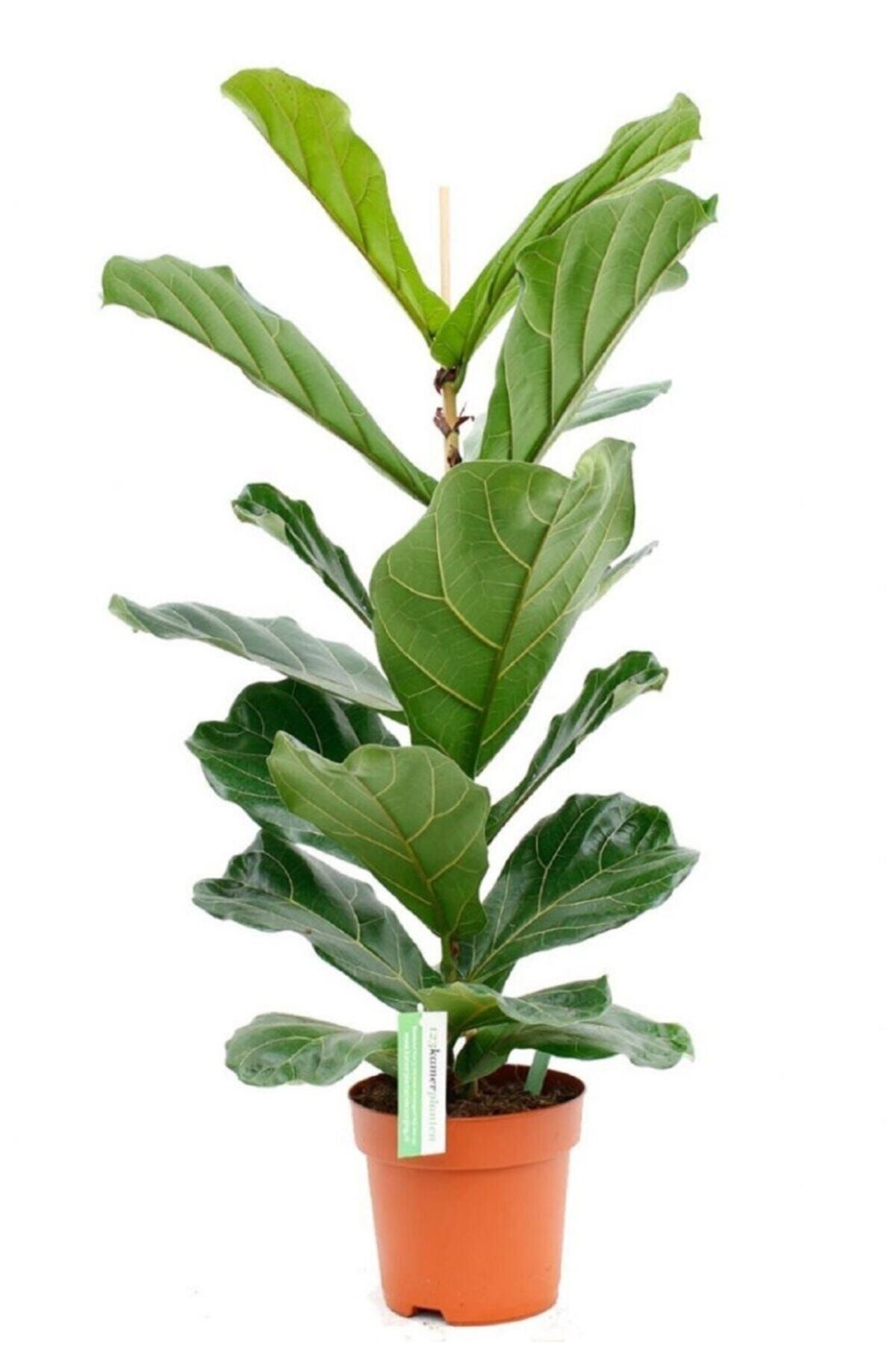 Berceste Peyzaj tasarım Ficus Lyrata Bambino Keman Yapraklı Kauçuk Bitkisi 50 - 60 Cm Ev Bitkisi Ofis Bitkisi Salon Bitkisi