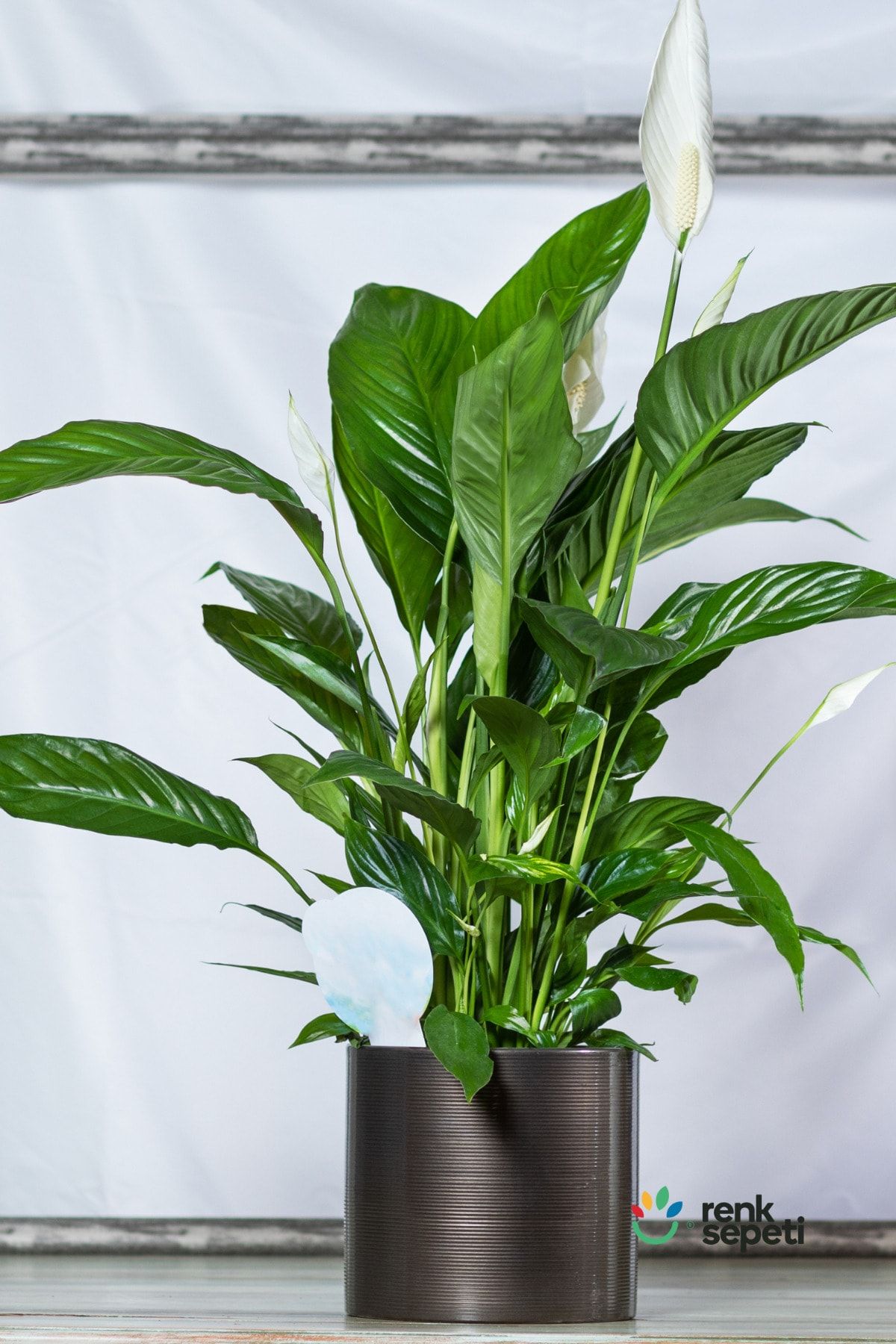 Renk Sepeti Spathiphyllum Wallisi - Barış Çiçeği - Salon Ve Ofis Bitkisi 40 - 60 Cm