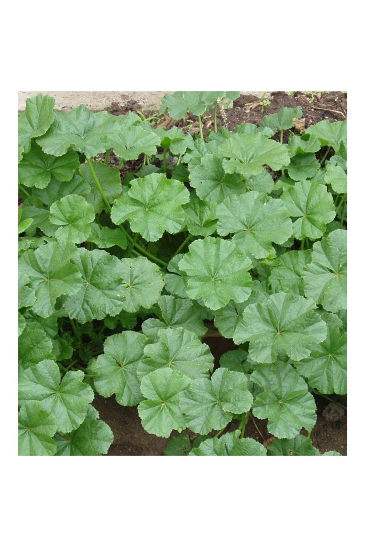 Aktarlife Ebegümeci 500 gr