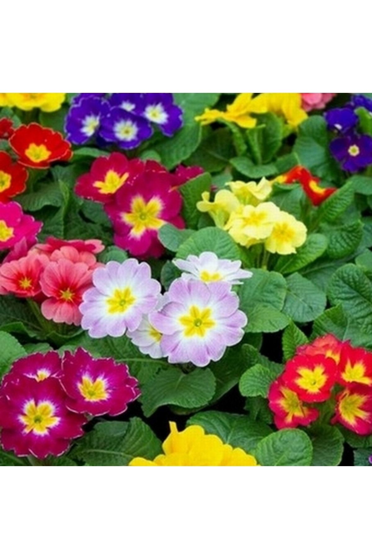 Day 100 Adet 10 Farklı Renk Çuha Çiçek Tohumu + 10 Adet Hediye K.renk Zambak Çiçek Tohumu