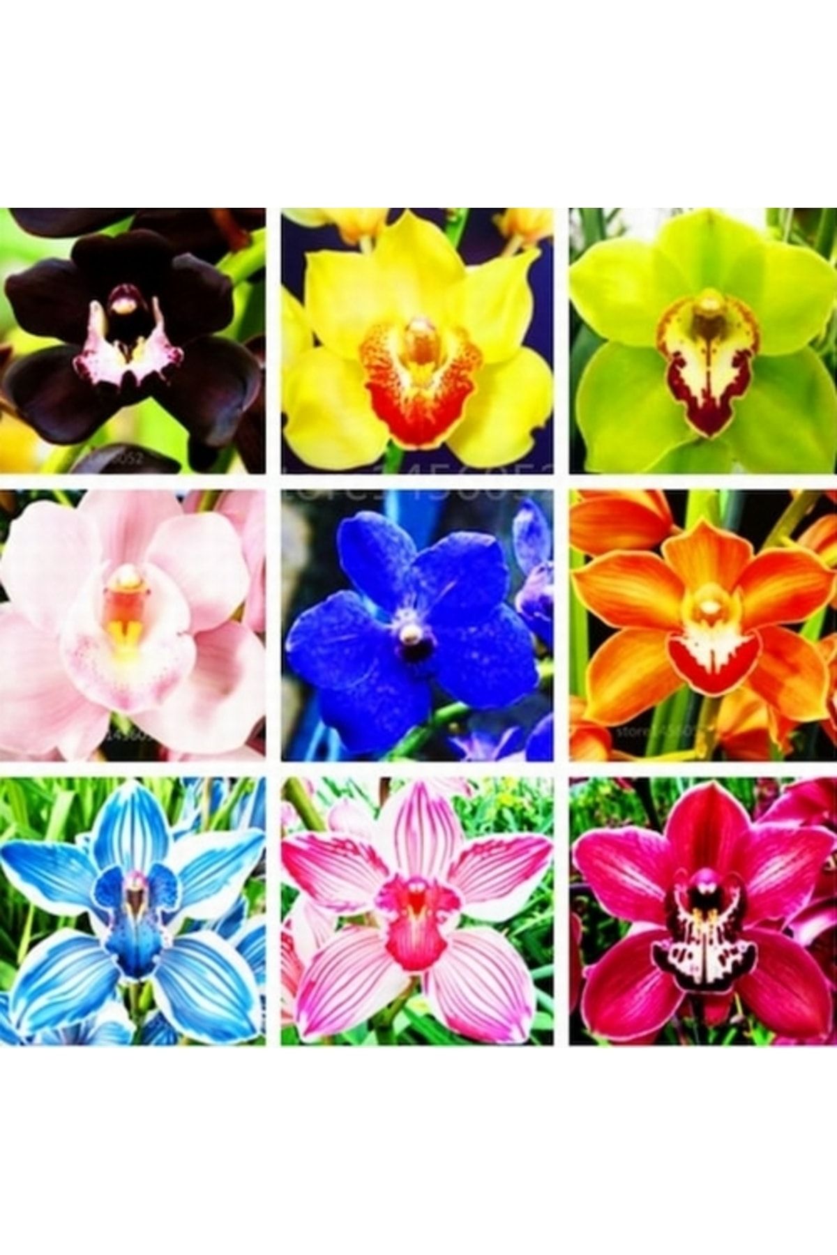 Day 100 Adet 10 FARKLI Renk Cattleya Orkide Tohumu + 10 Adet HEDİYE Gökkuşağı Gül Tohumu