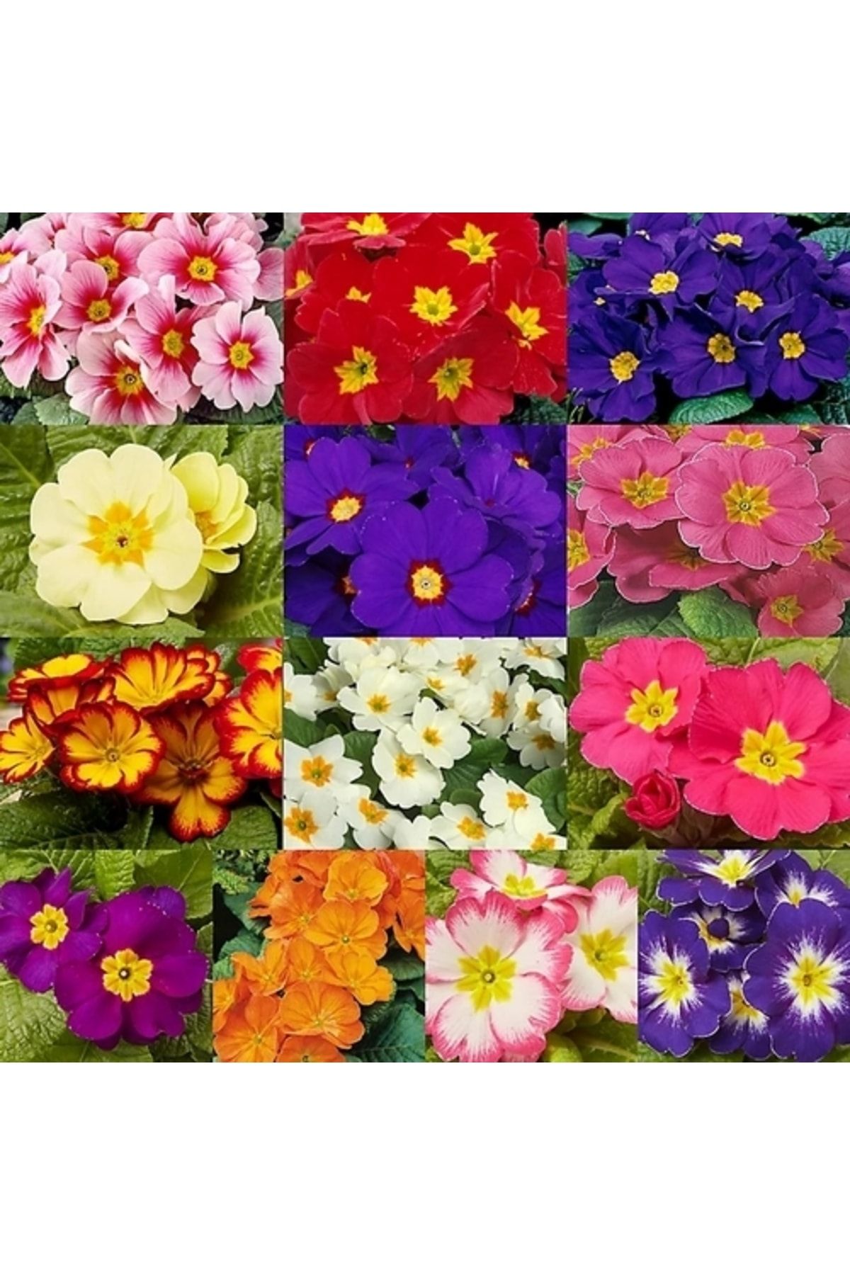 Day 100 Adet 10 Farklı Renk Primula Çiçek Tohumu + 10 Adet Hediye K.renk Zambak Çiçek Tohumu