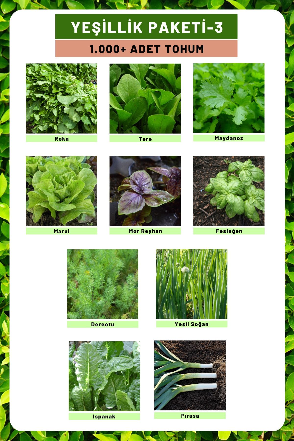 Tohum Seç Yeşillik Paketi-3, Toplam 1000+ Adet Yeşillik Tohumu, 10 Çeşit Tohum