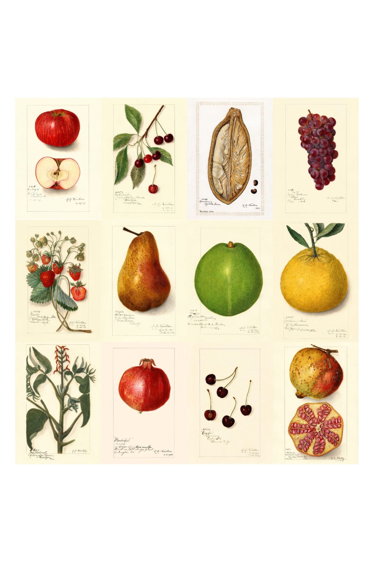 Ororabutik Newton-meyveler-poster Duvar Kağıdı Seti