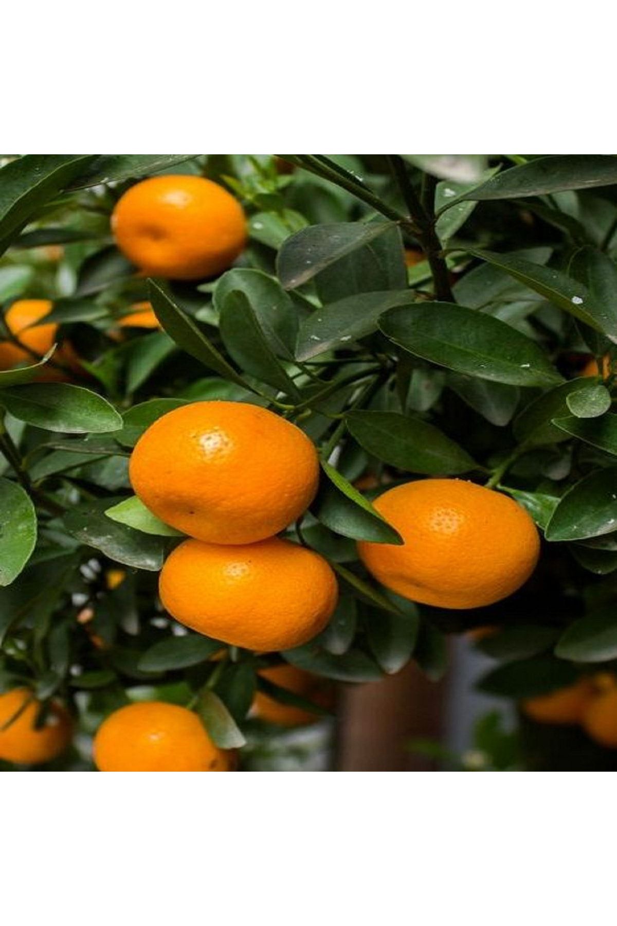 Fidanistanbul Mandalina Fidanı Bodur Citrus Reticulata 60-70 cm Saksıda