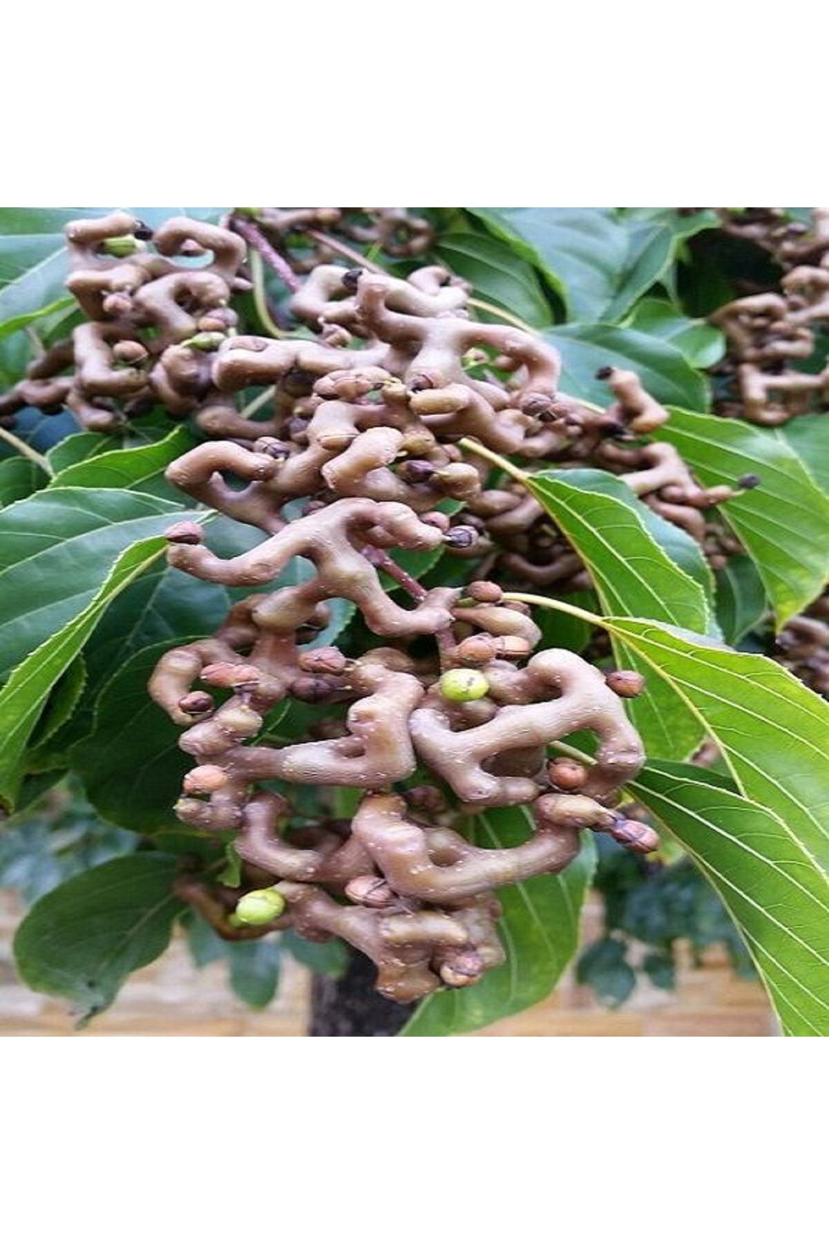 Fidanistanbul Japon Kuru Üzüm Ağacı 20-40 Cm Saksıda