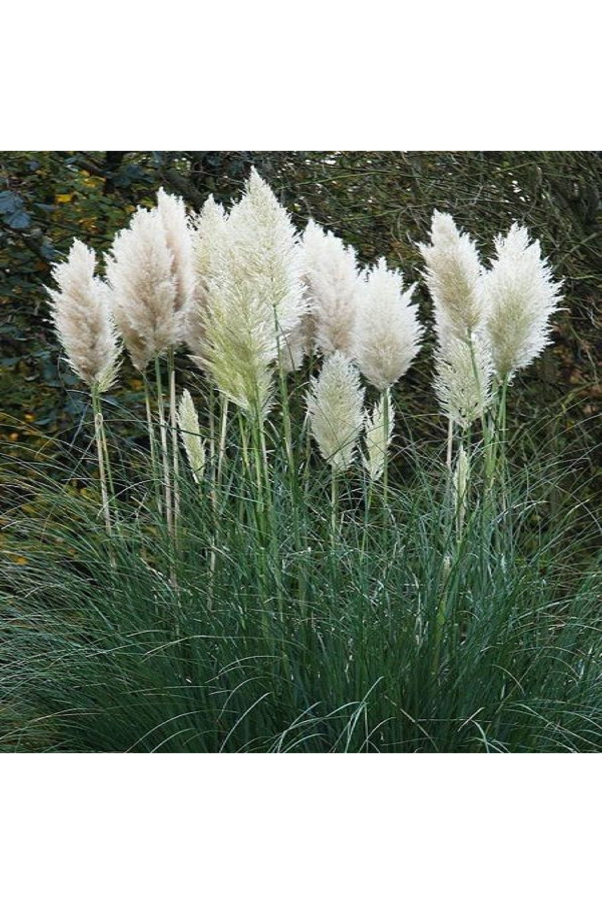 Fidanistanbul Pampas Otu 60-80 Cm Saksıda