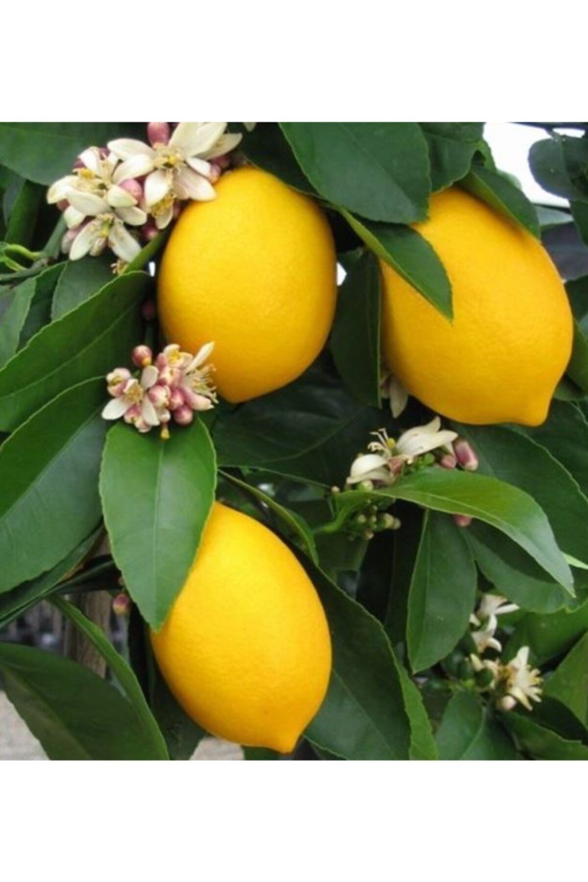 EVİM BAHÇEM Mayer Limon Fidanı Çiçekli Bodur Limon Fidan 2-3 Yaş (Saksı Için Bodur Fidan )