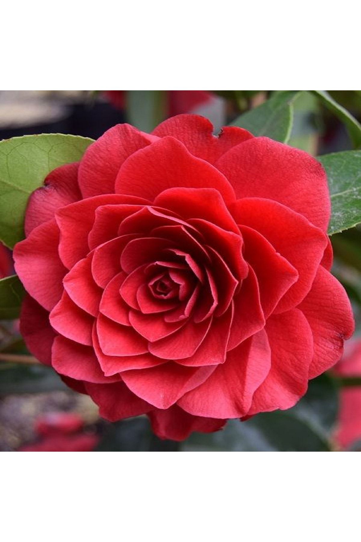 Fidanistanbul Kamelya Çiçeği Kırmızı Çiçekli Ithal 100 Cm, 5 Yaş Saksılı