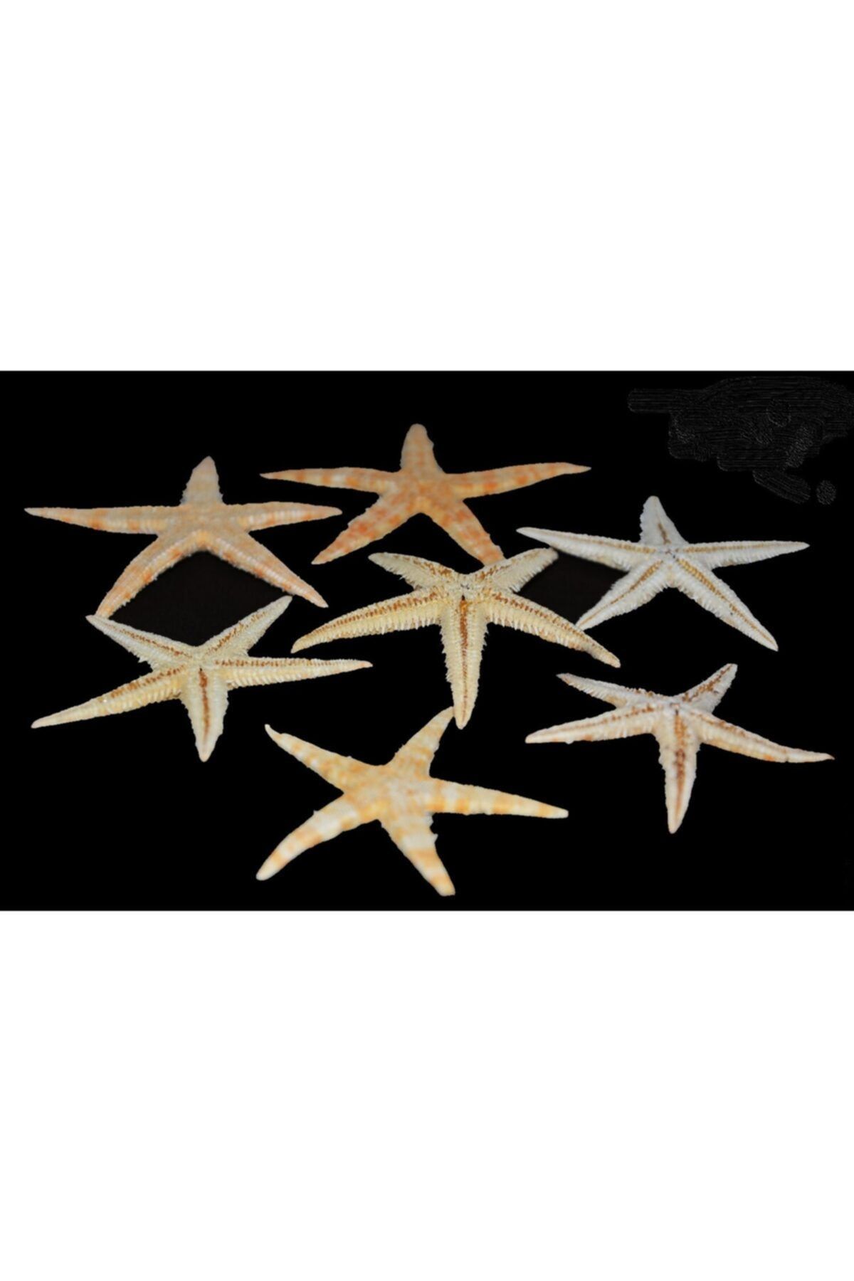 Aker Hediyelik Kaliteli Deniz Yıldızı 30 Adet 1,5x3,5cm Mükemmel Deniz Yıldızları Hobi El Işi Malzemeleri