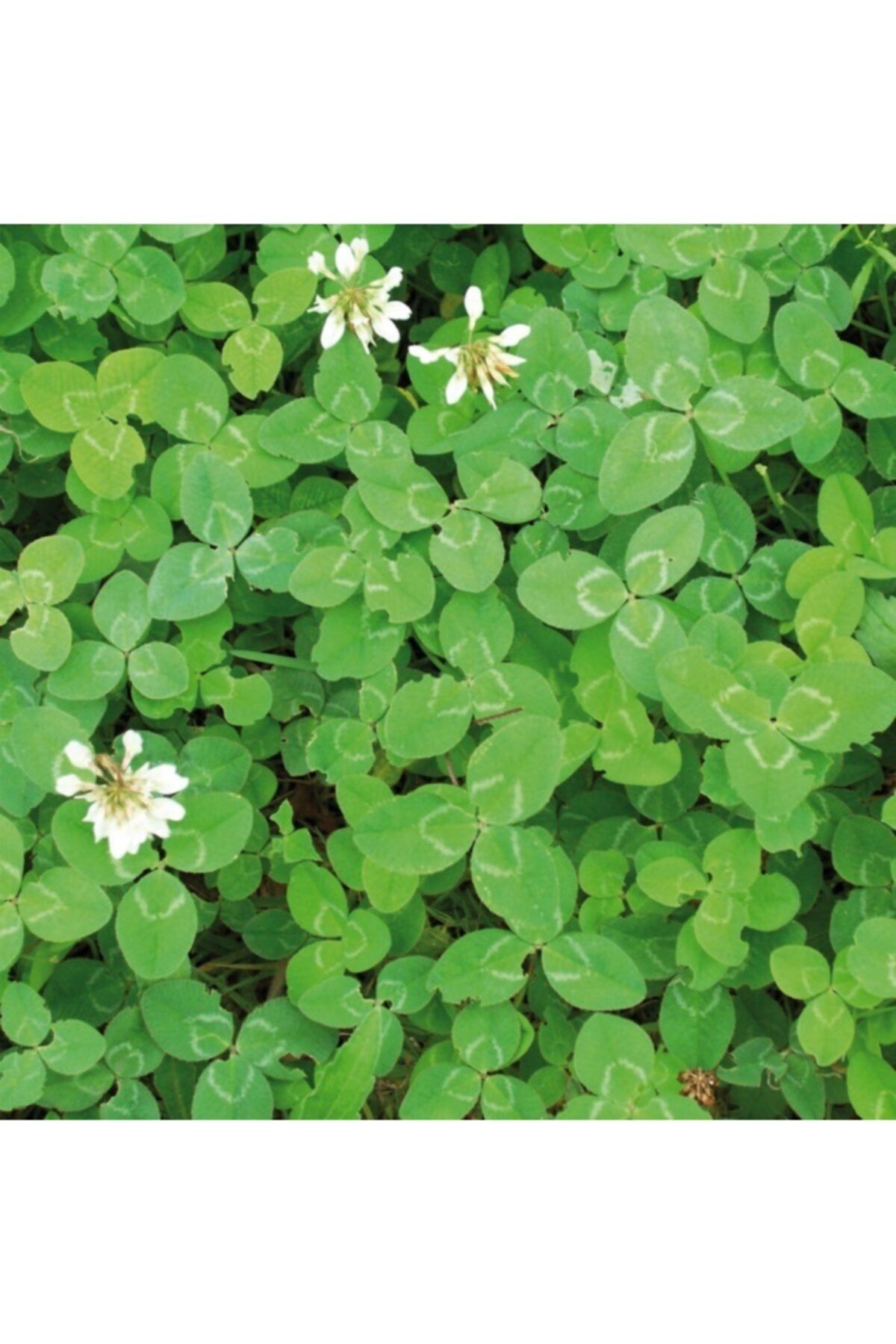 Asenya Ak Üçgül Tohumu 500 Gram Süs Yoncası Üç Yapraklı Yonca Tohumu Trifolium Repens Bodur Yonca Tohum
