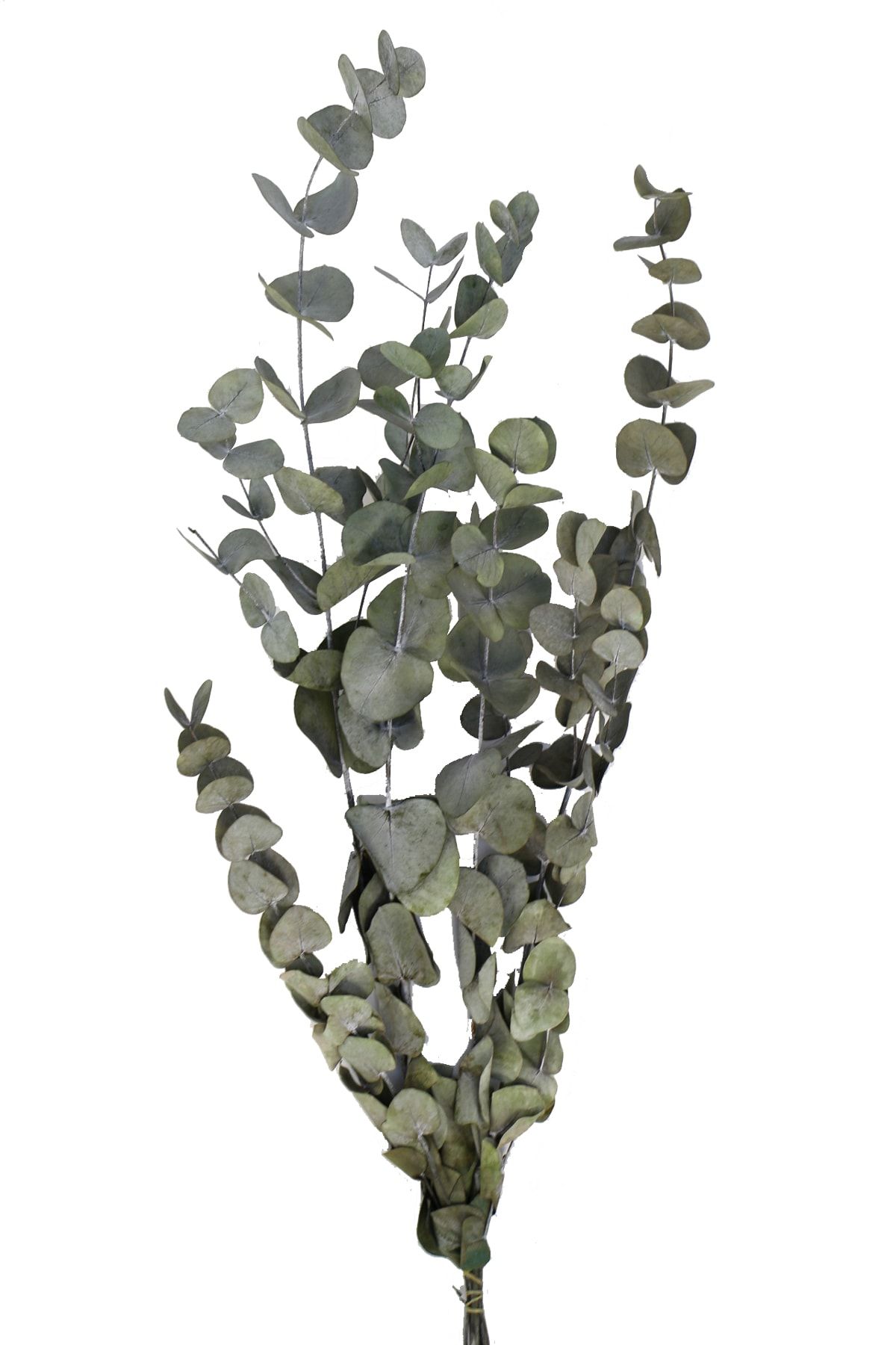 Yapay Çiçek Deposu Şoklanmis Okaliptus Demeti Yeşil(BÜYÜK DEMET)