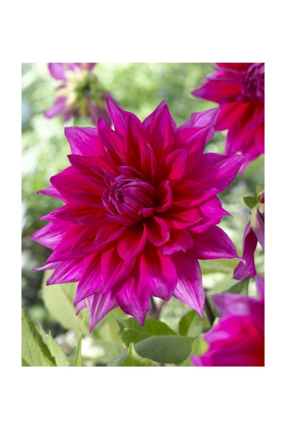 Fidanistanbul Yıldız Çiçeği Katmerli Karışık Renk Çiçek Tohumu, +-30 Adetli, Paketli