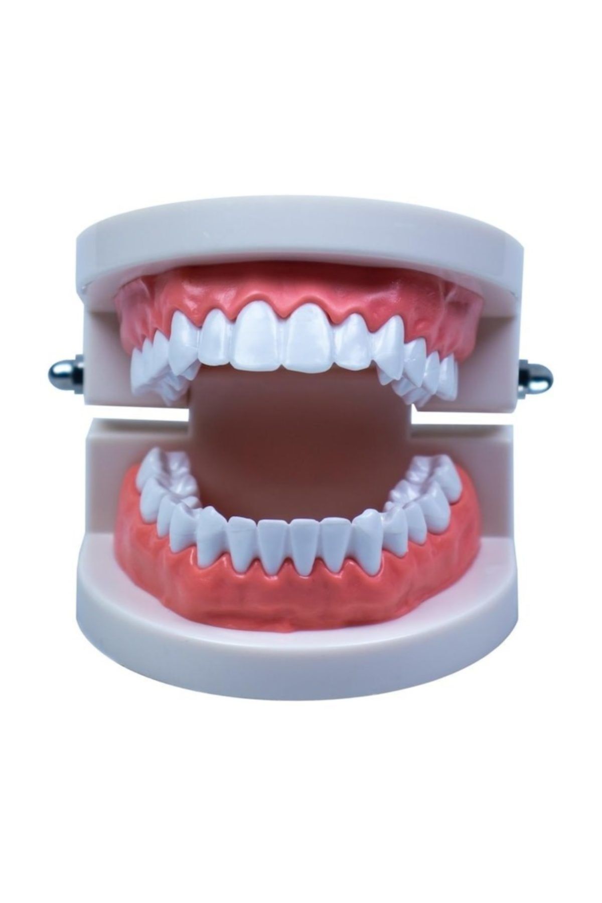 RoseRoi Insan Anatomisi Diş Çene Modeli Eğitici Maket Fen Ve Biyoloji Dersleri Deney Maketi