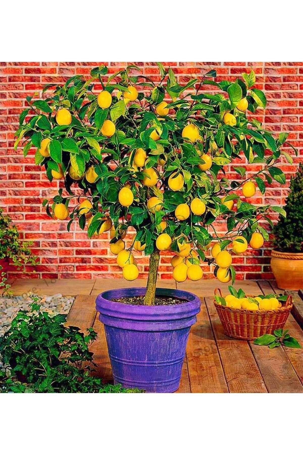 Akdeniz Fidan Limon Fidanı Aşılı Yediveren Limon Ağacı Fidanı Üzeri Çiçekli (TÜPLÜ) 140 Ila 170 Cm