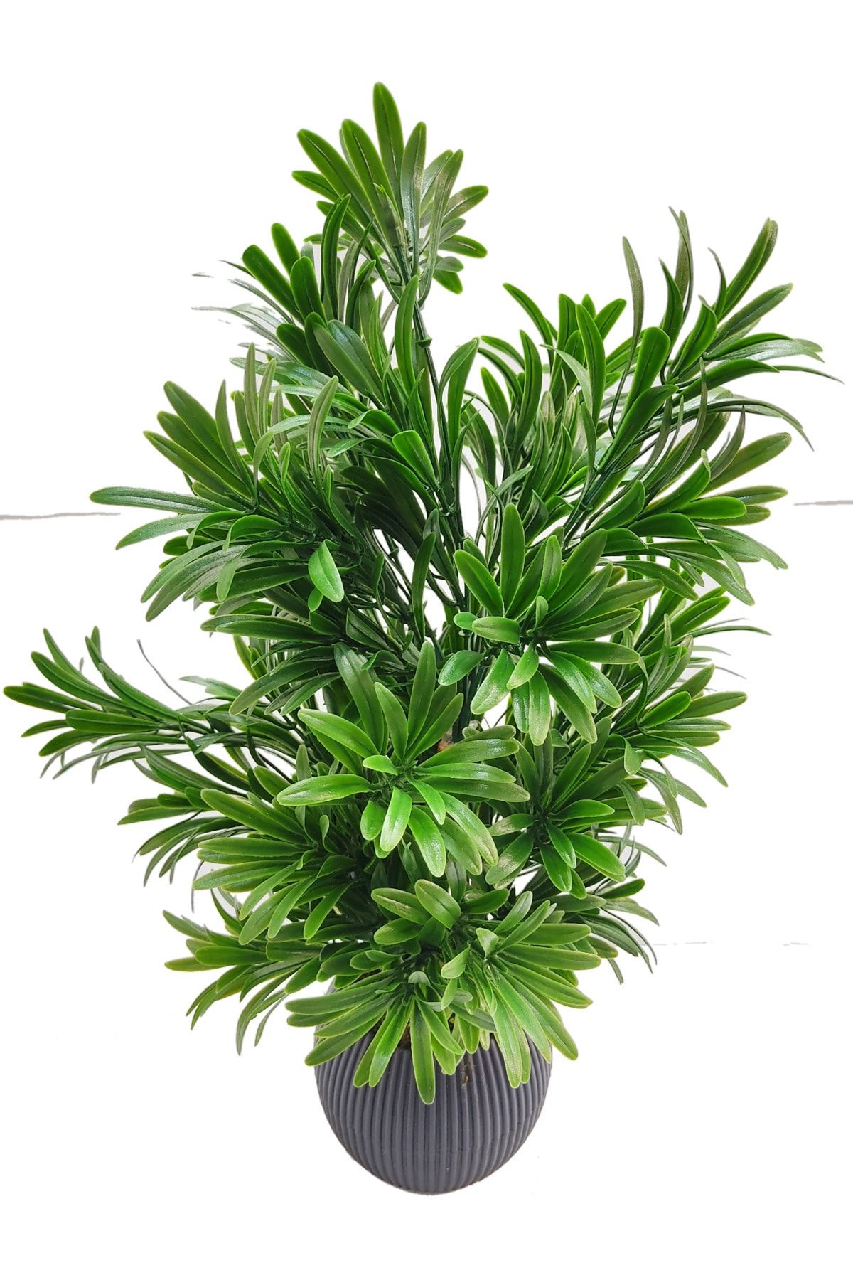Cennet Home Taş porsuğu bitkisi yeşil şimşir plastik saksıda dekoratif ağaç
