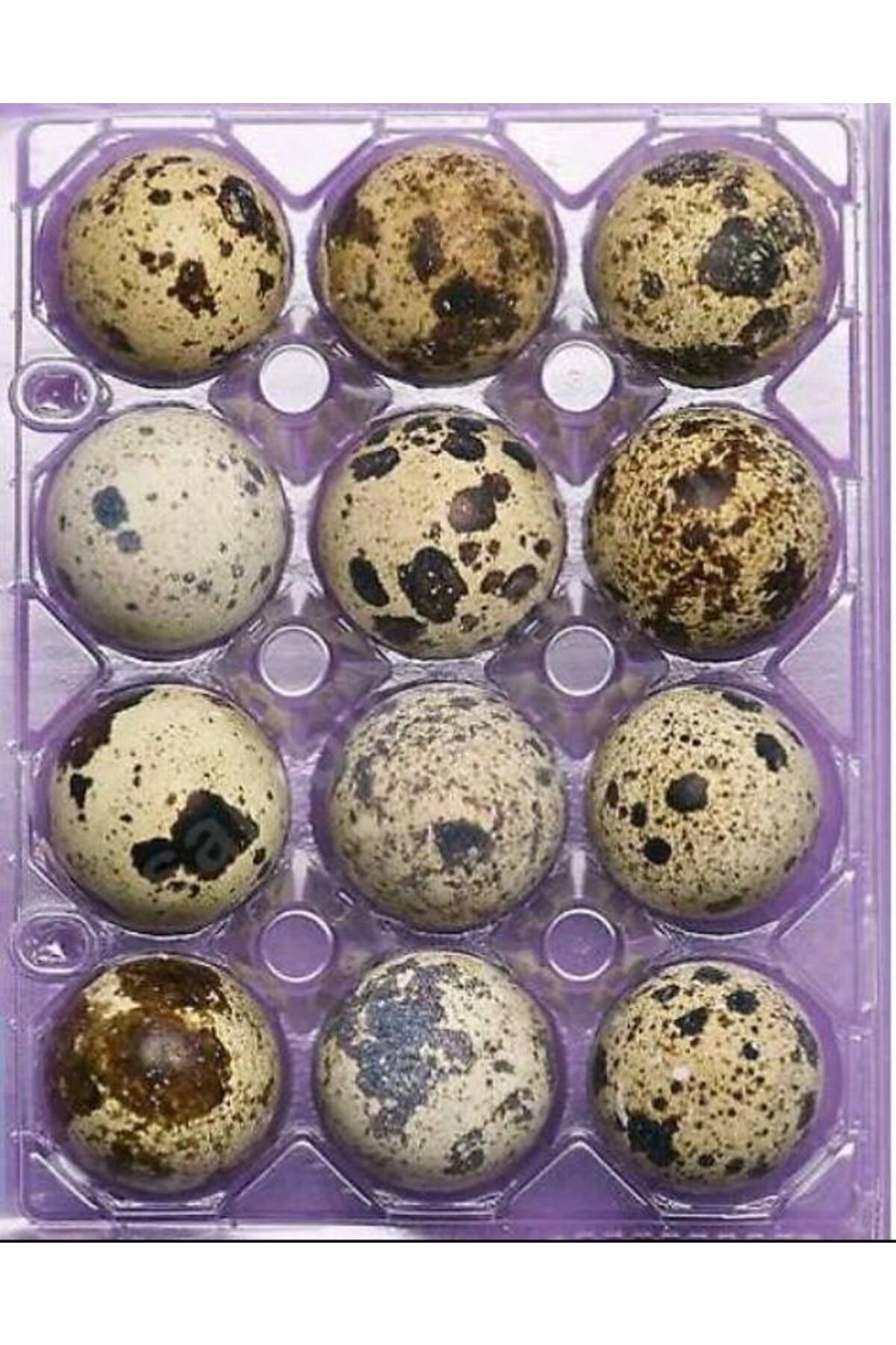 sude hayvancılık Jumbo 5paketx12=60adet Bıldırcın Yumurtası Kuluçkalık Amerikan Jumbo Renk:krem