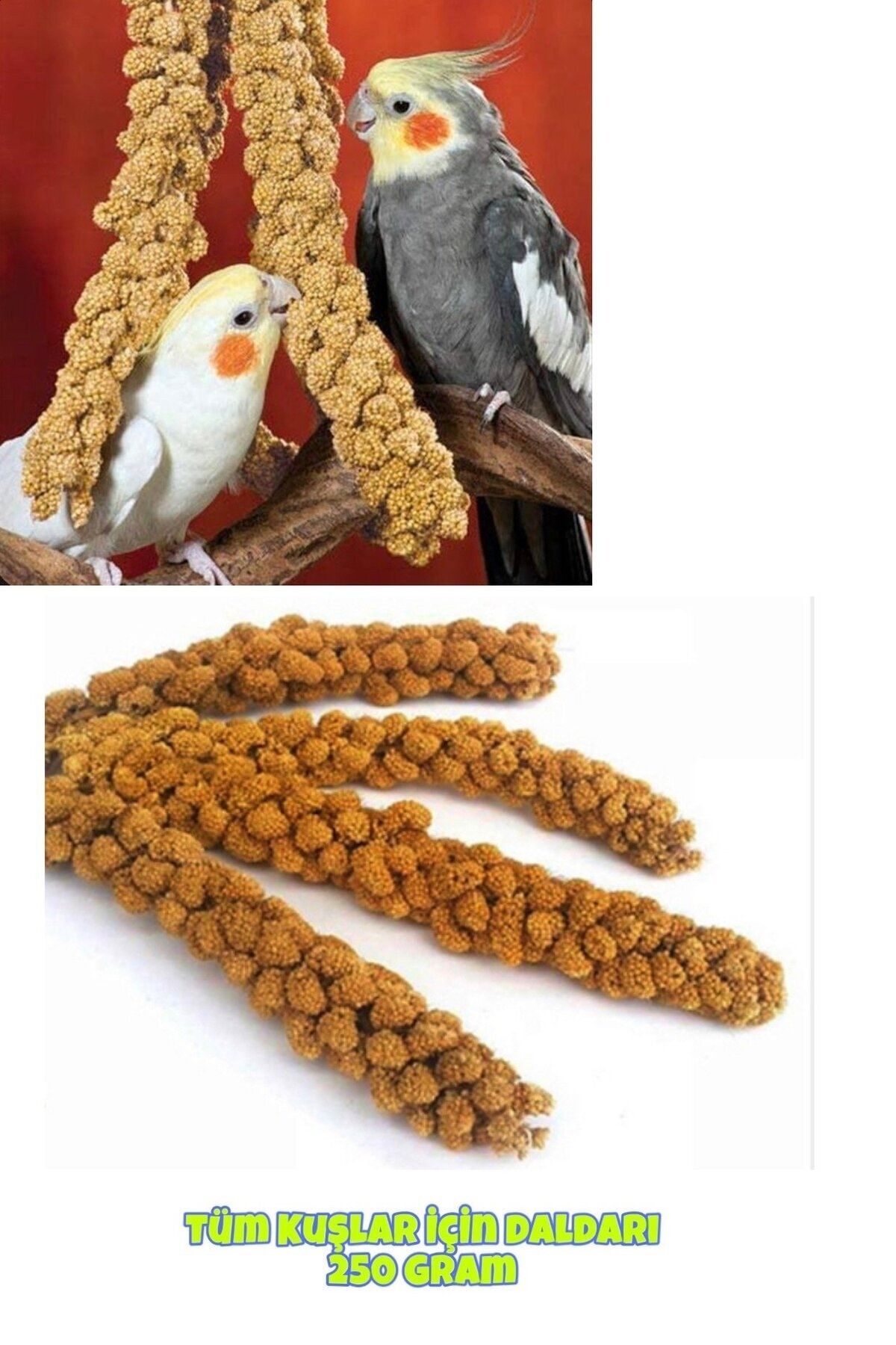 Özpati Tüm Kuş Türleri Için Dal Darı Özel Üretim Büyük Boy 250 gram
