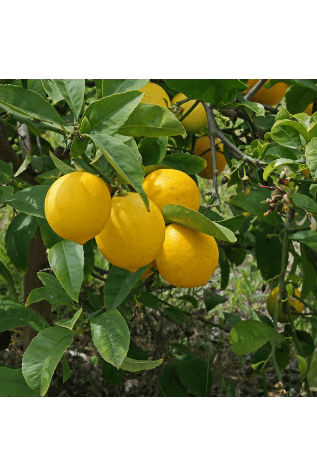 fidanpaketim Tatlı Limon Ağacı