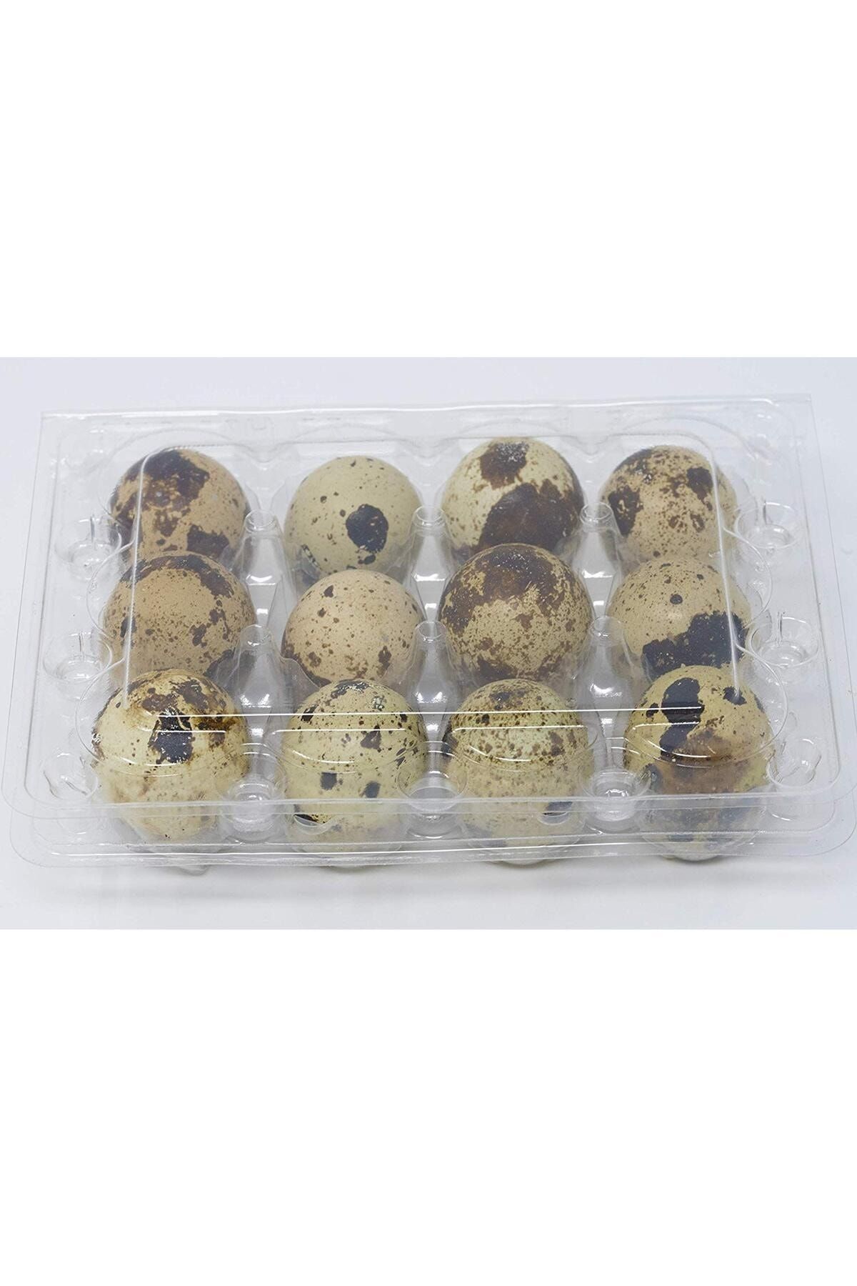 sude hayvancılık Japon Bıldırcın Yumurtası Kuluçkalık Japon 5paketx12=60adet Renk:kahverengi