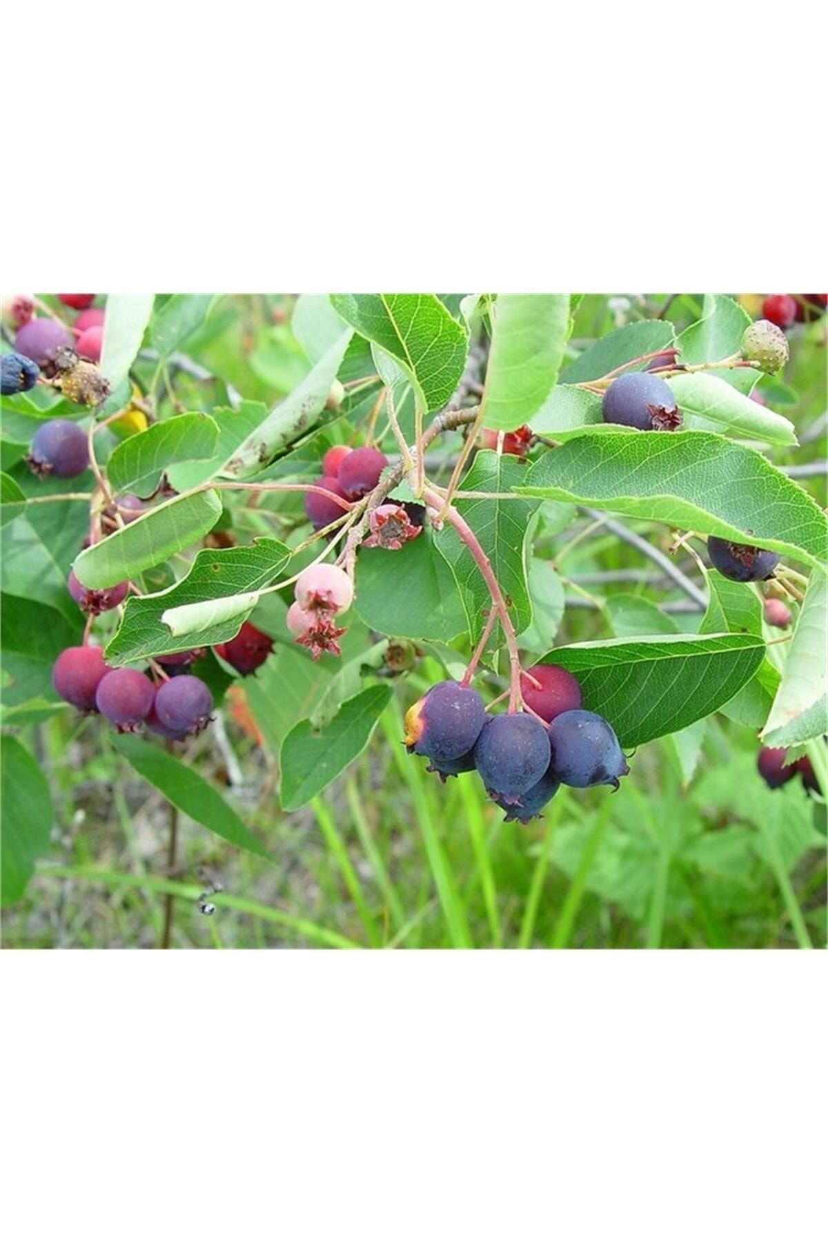 1001fidan Amelanchier Spicata Saskatoon Berry Taş Armutu Fidanı 40-60 Cm