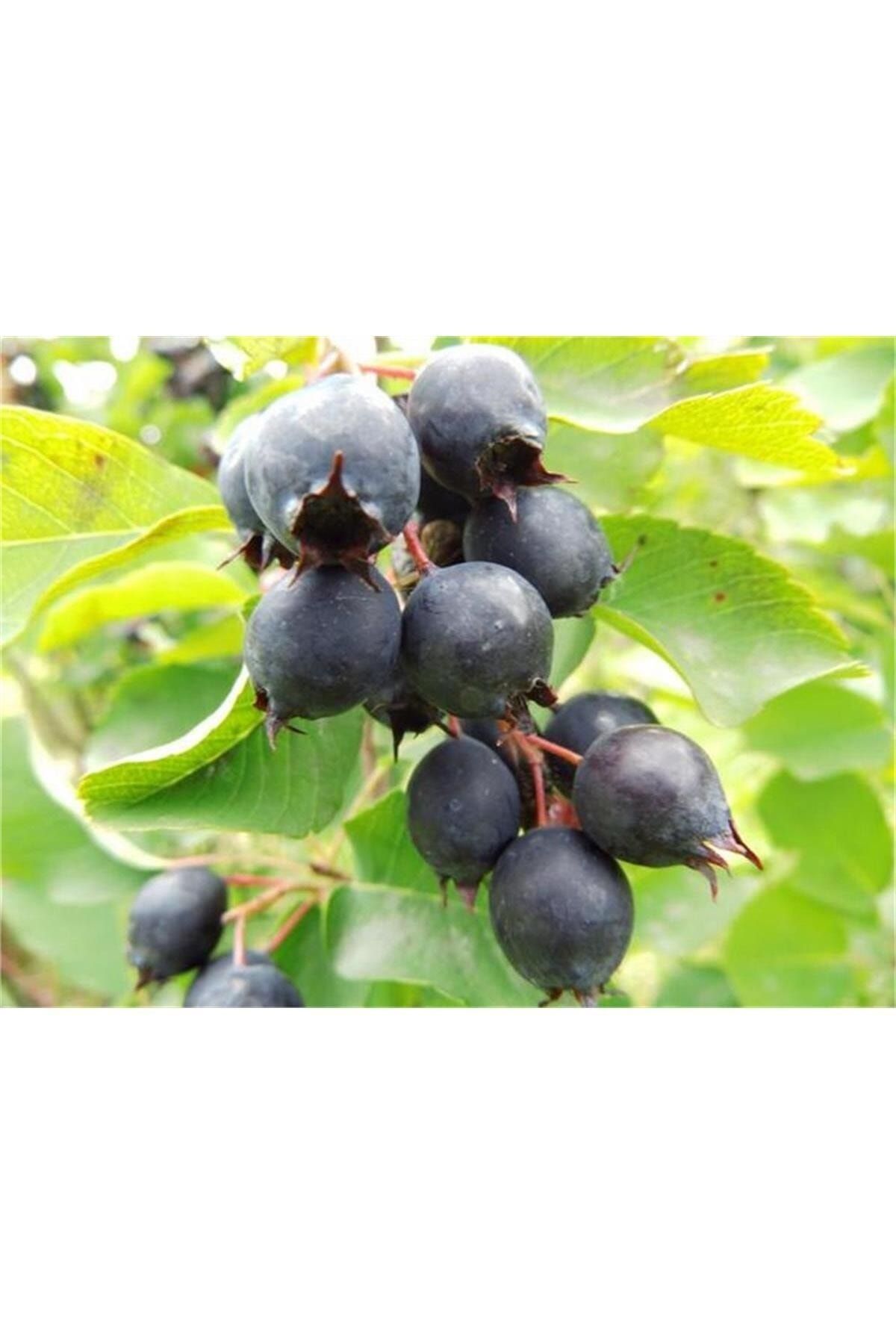 1001fidan Amelanchier Rotundifolia Saskatoon Berry Bodur Taş Armudu Fidanı 20-40 cm