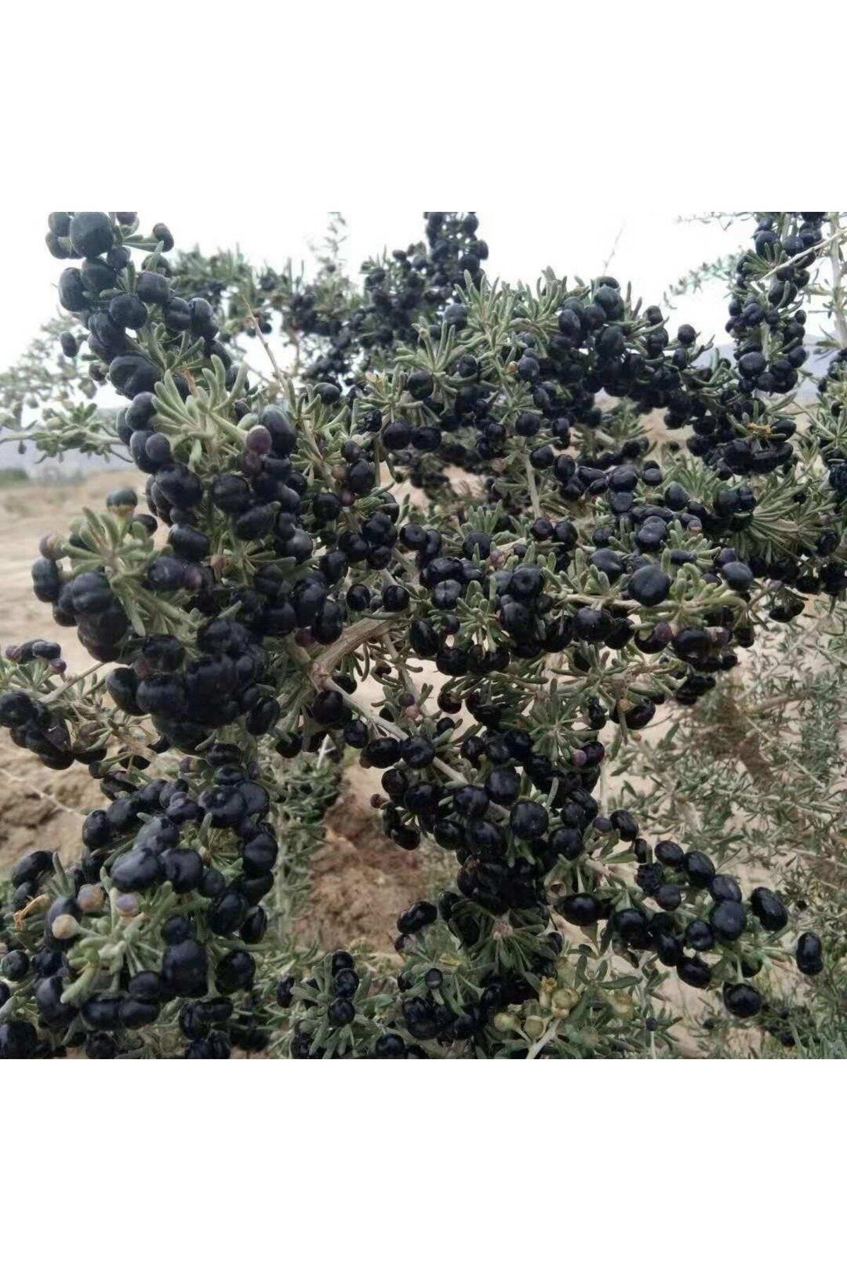 İdeaPazar Tüplü Nadir Bulunan Özel Siyah Goji Berry Fidanı (sınırlı Sayı)