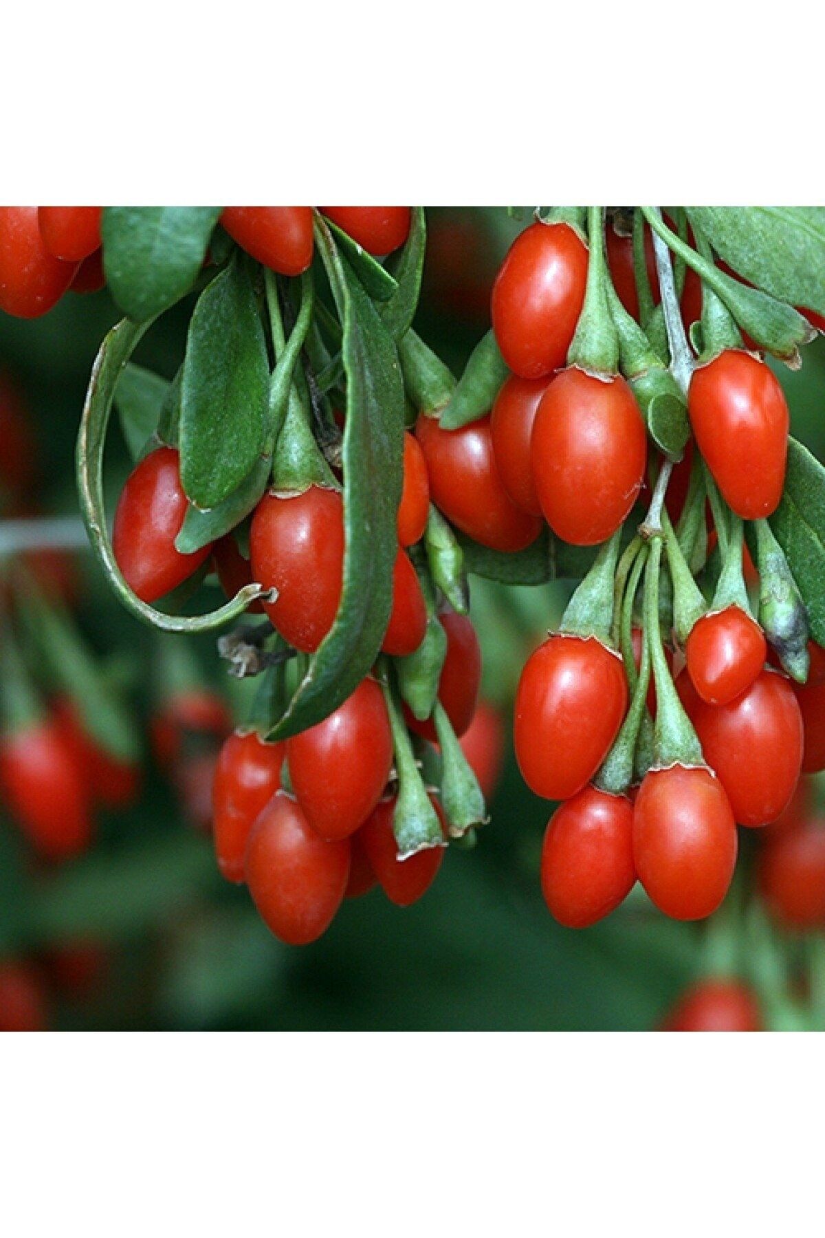 İdeaPazar Tüplü Meyve Verme Yaşında Şifalı Goji Berry Kurt Üzümü Fidanı