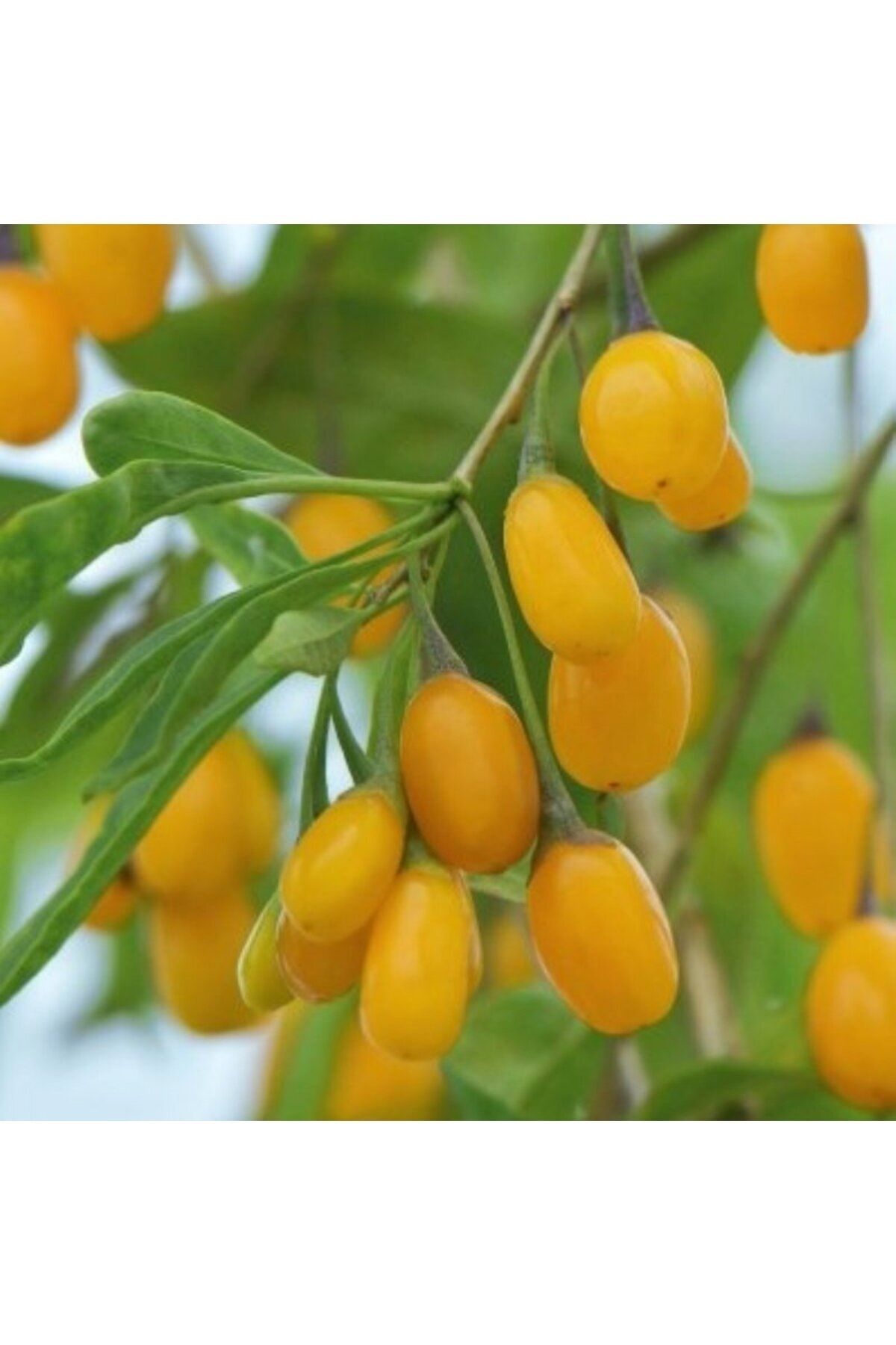 İdeaPazar Tüplü Özel Çeşit Amber Sweet Altuni Sarı Goji Berry Fidanı