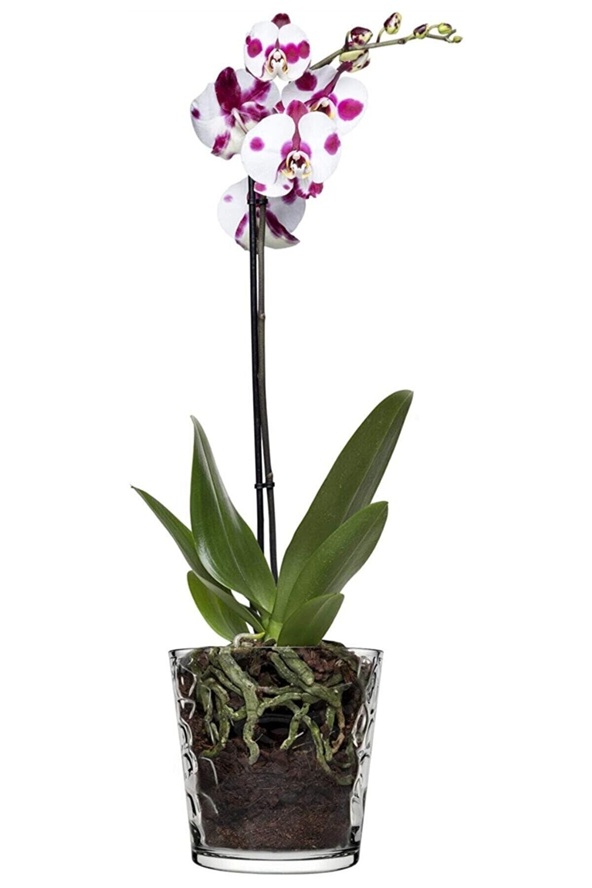 Paşabahçe Botanica Taş Gravürlü Orkide Saksısı Kalın Cam Saksı Vazo