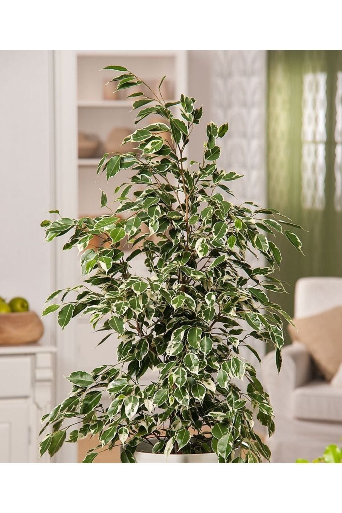 GoldLotus Ficus Benjamin Starlight 90-110 Cm