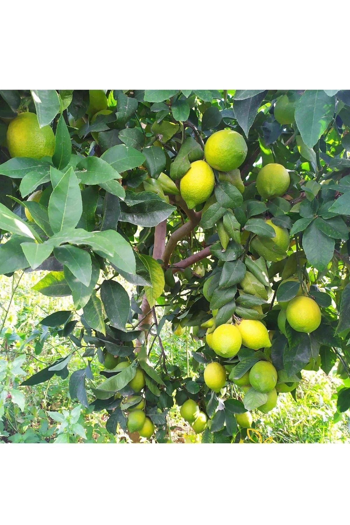 DOĞA FİDANCILIK ( 4 Adet ) Aşılı Yediveren Mayer Limon Ağacı Fidanı 3 Yaş