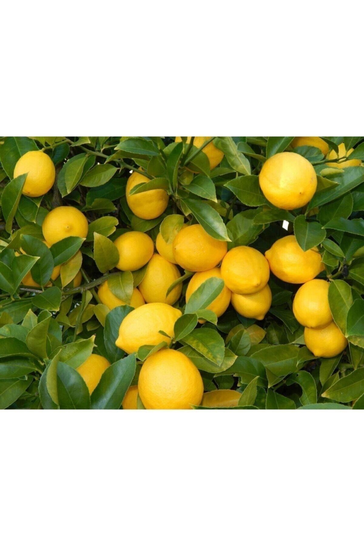 Evimdeki Bahçem Saksı Yetiştiriciliğine Uygun Bodur Yediveren Limon Fidanı