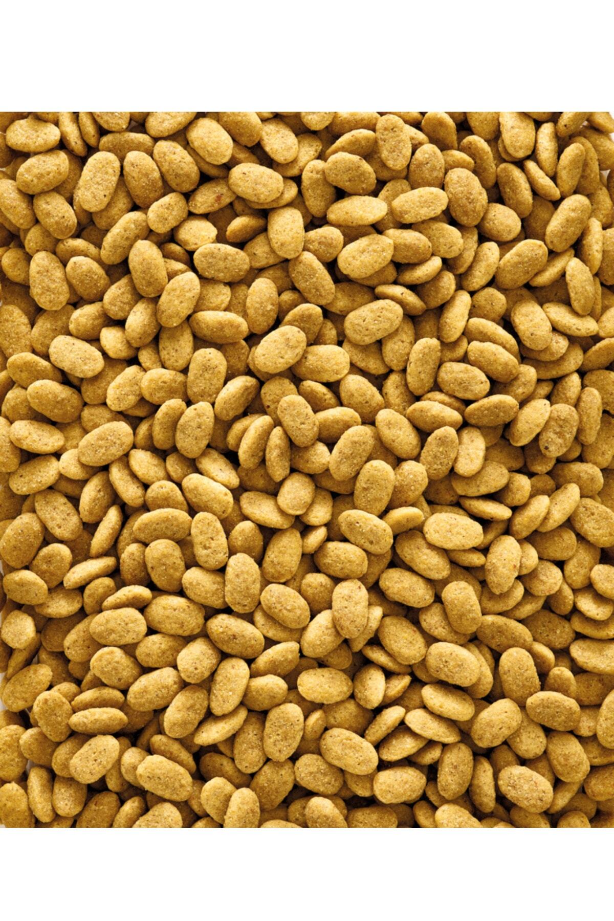 VERSELE-LAGA NUTRIBIRD P15 ORIGINAL PAPEGAAI 1 KG - Van Lieshout Dier