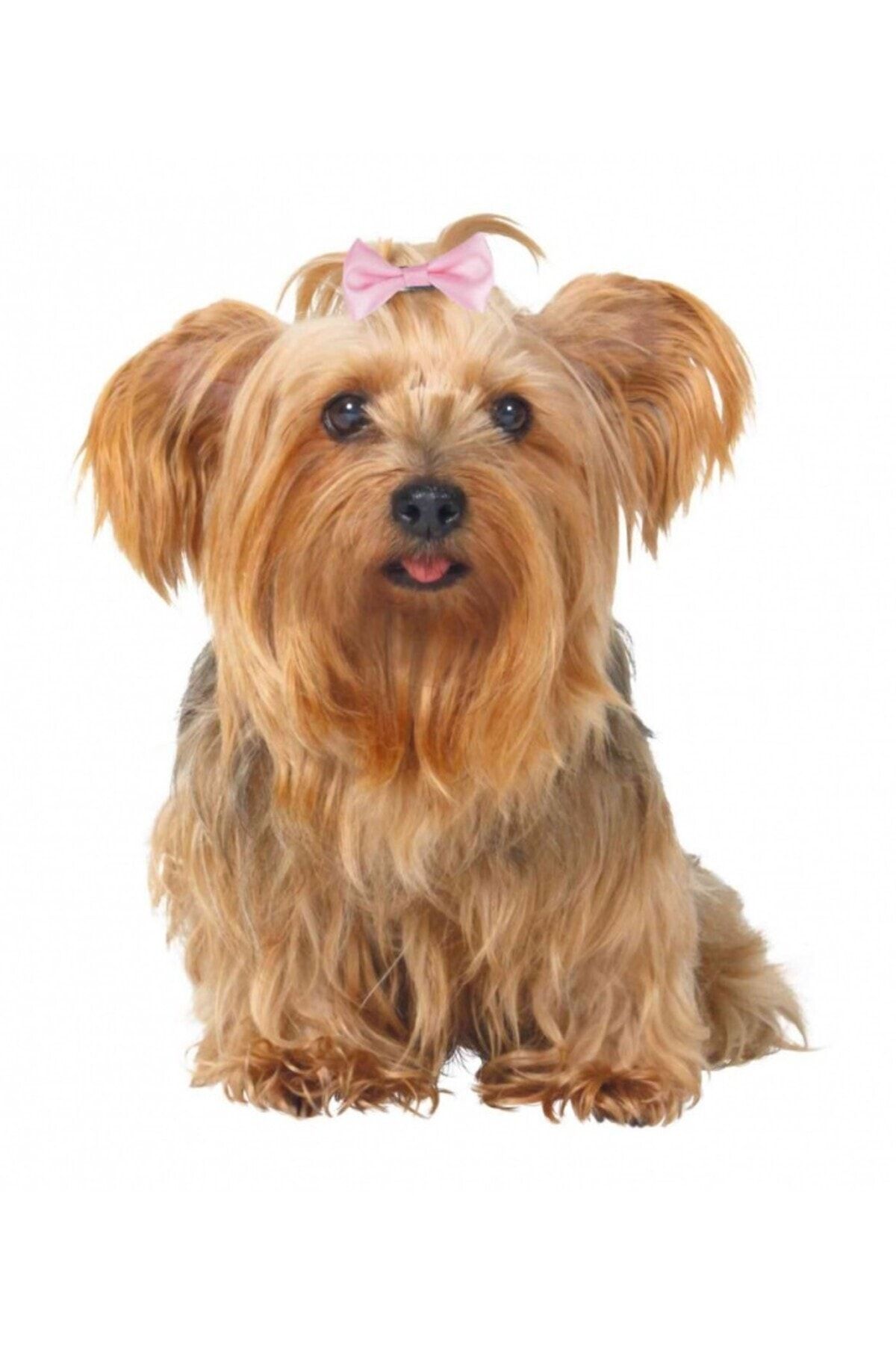 Trixie Köpek Saç Tokası 4-5,5cm 10 Adet - FarmaPets
