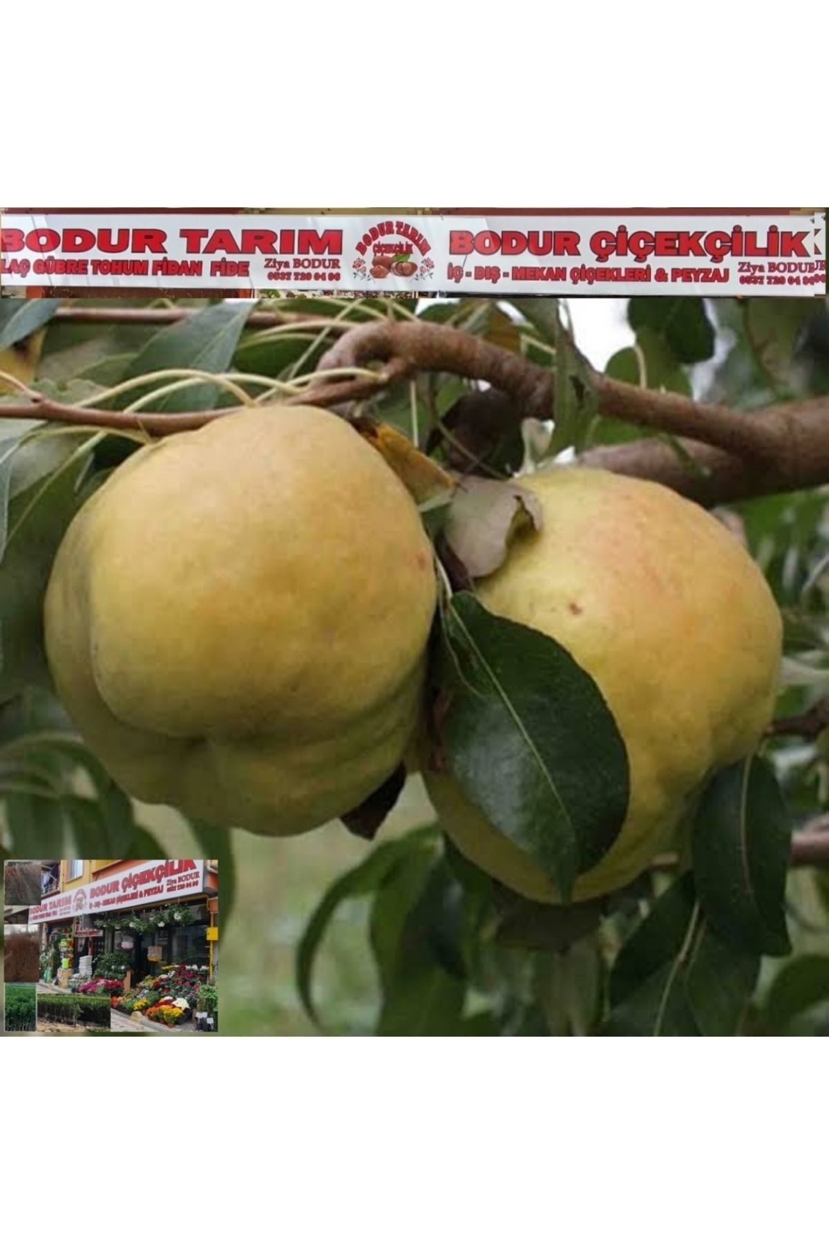 BODUR TARIM Bulancak 2 Yaşında Yarı Bodur Aşılı Tüplü Deveci Armut Meyve Fidanı