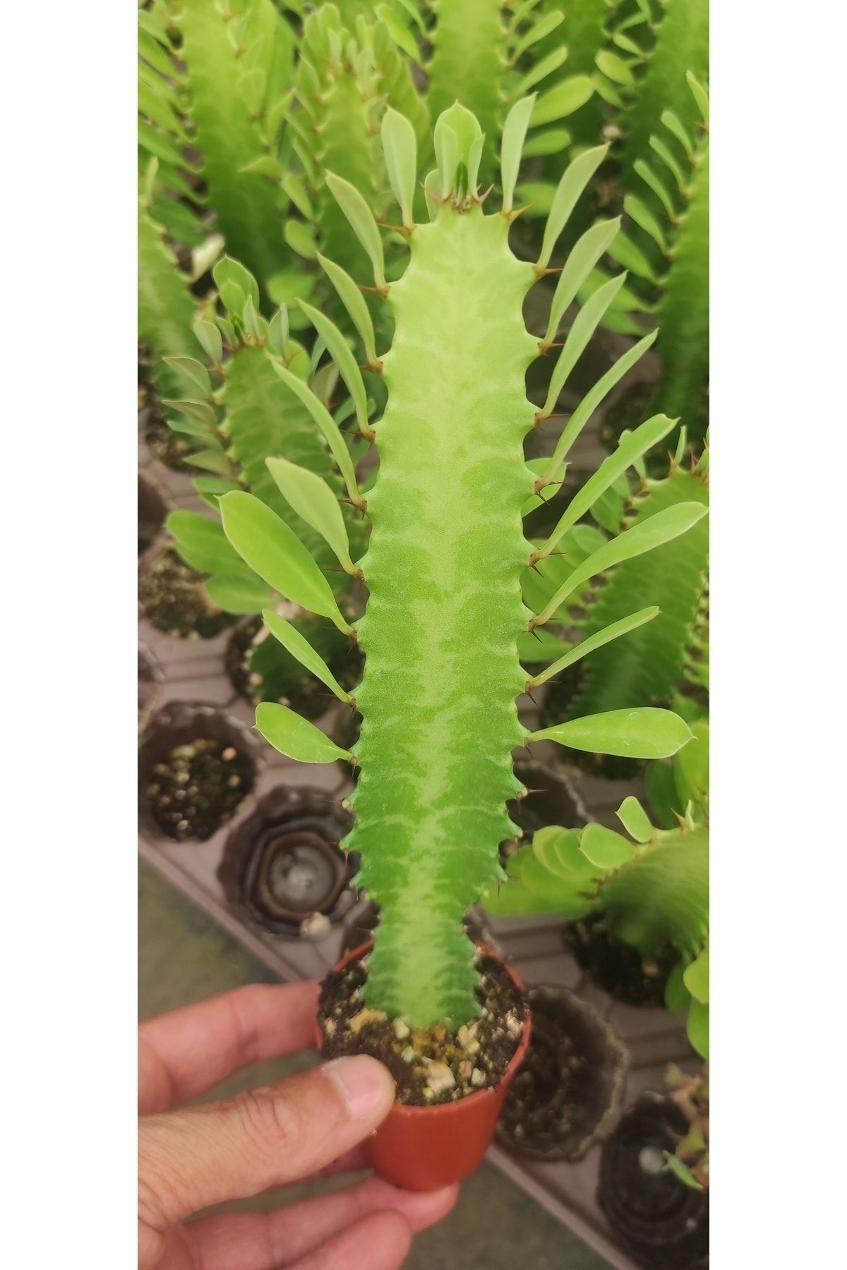 Ravza Çiçekçilik Euphorbia Ingens ( Yeşil Süt Kaktüs ) ( ( 5.5 Cm Saksıda ) Boy 25 Cm Dolgunve Formlu
