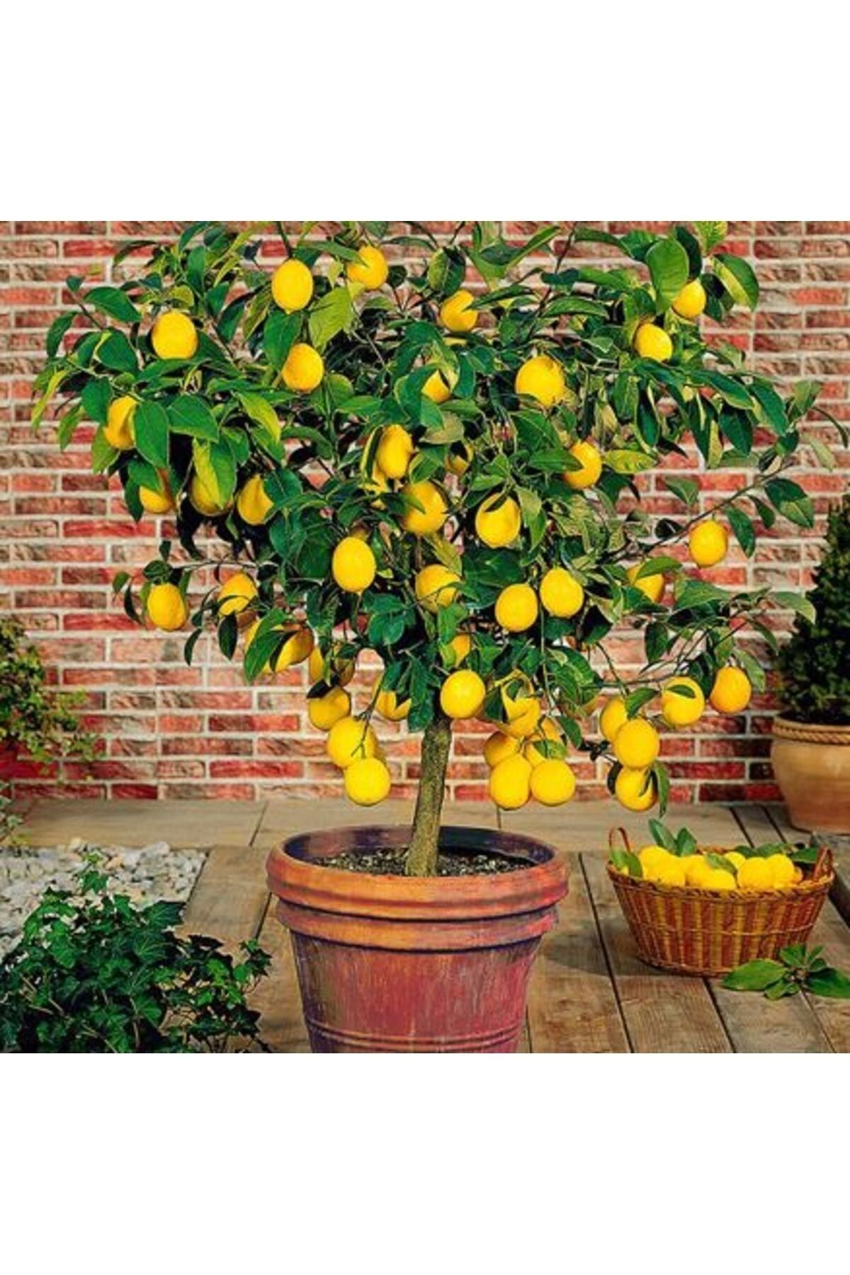 EVİM BAHÇEM Saksılı Bodur Limon Fidanı (MEYVELİ) 2 Yaş Limon Ağacı Fidanı Yediveren Mayer Limon Fidesi