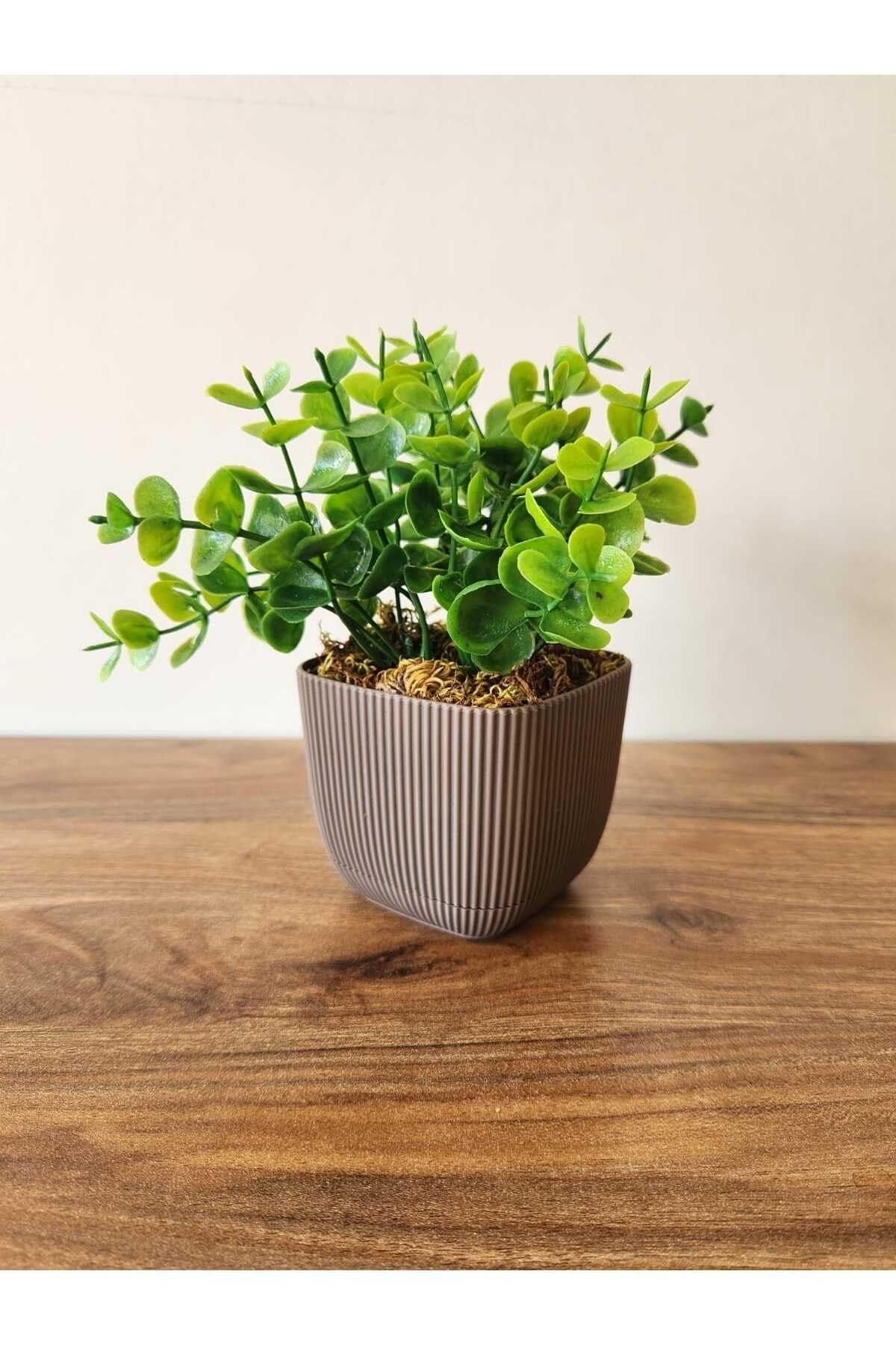 Alshop Mini Saksıda Yapay Bitki Şimşir Gerçek Taş Yosunlu Toplam 16 Cm Dekoratif Banyo Mutfak Masa Çiçeği