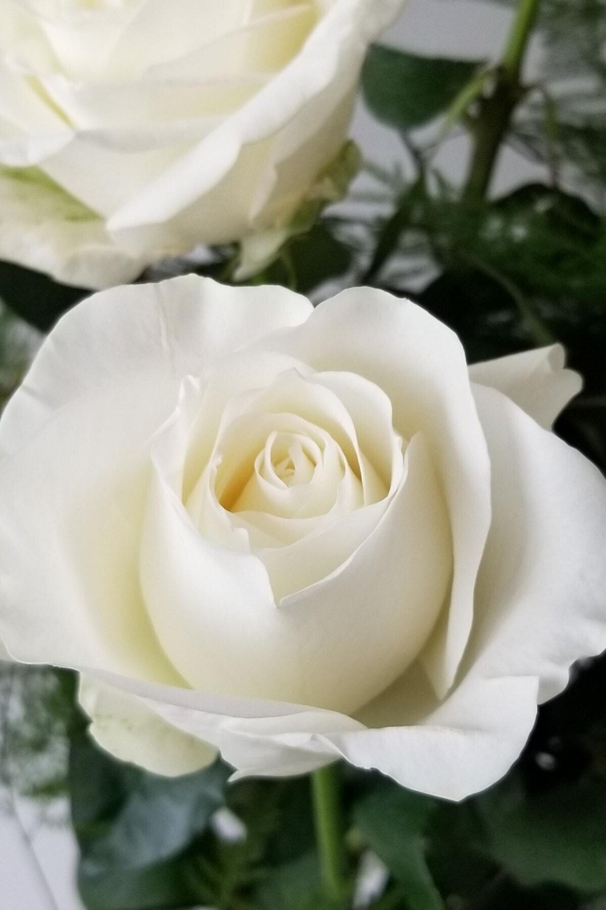 ÇİÇEKFLİX 1 adet Beyaz gül fidesi çiçeği ultra kokulu açık kök 35-38 cm
