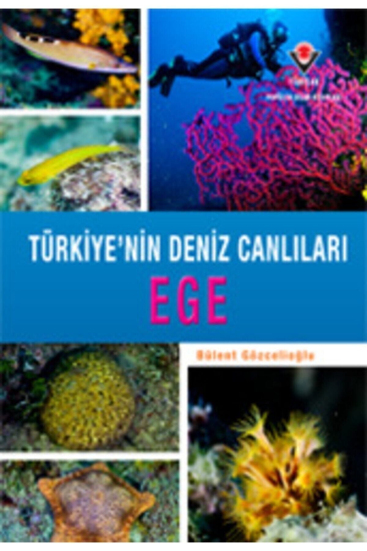Tübitak Yayınları Türkiye'nin Deniz Canlıları Ege (ciltli Kapak)