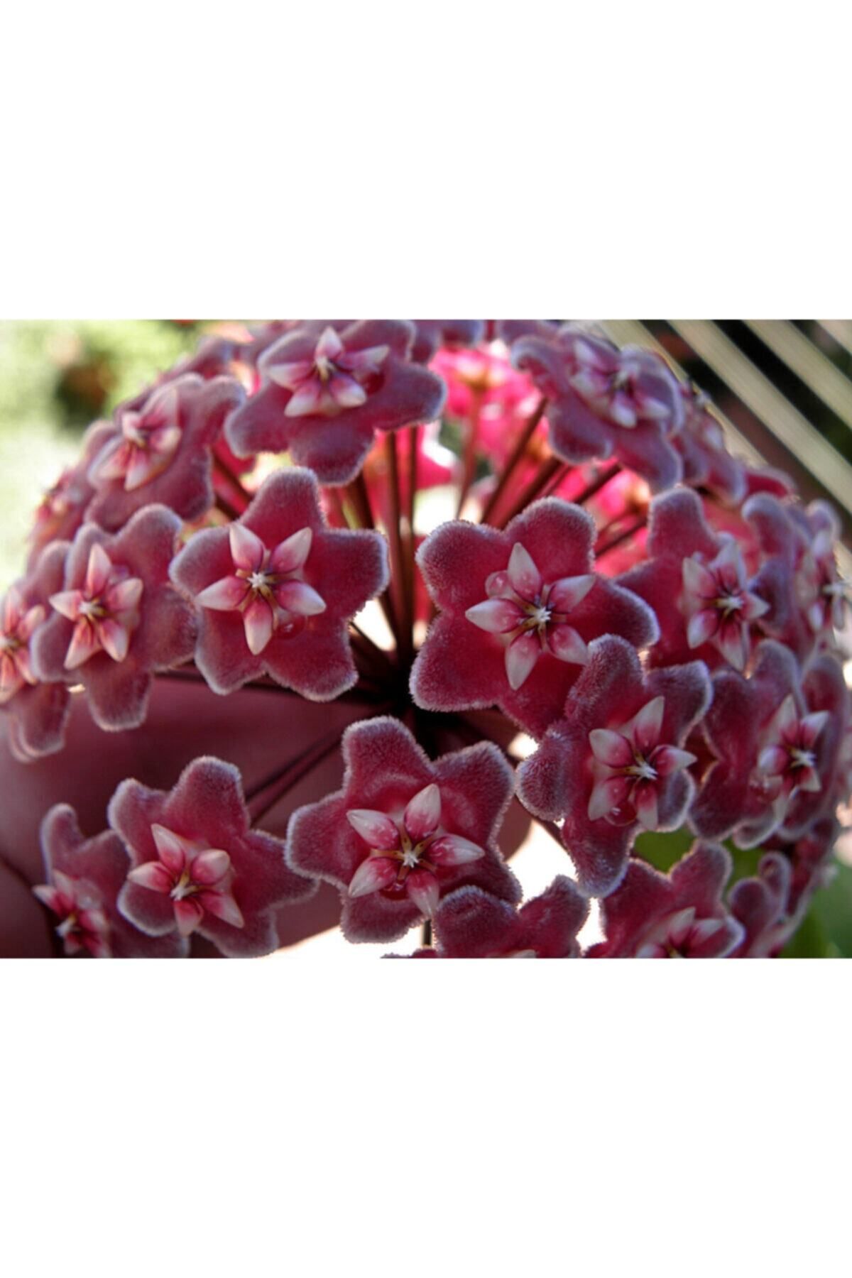 TURKİYE FİDAN Mum Çiçeği Hoya /kırmızı 10-15cm
