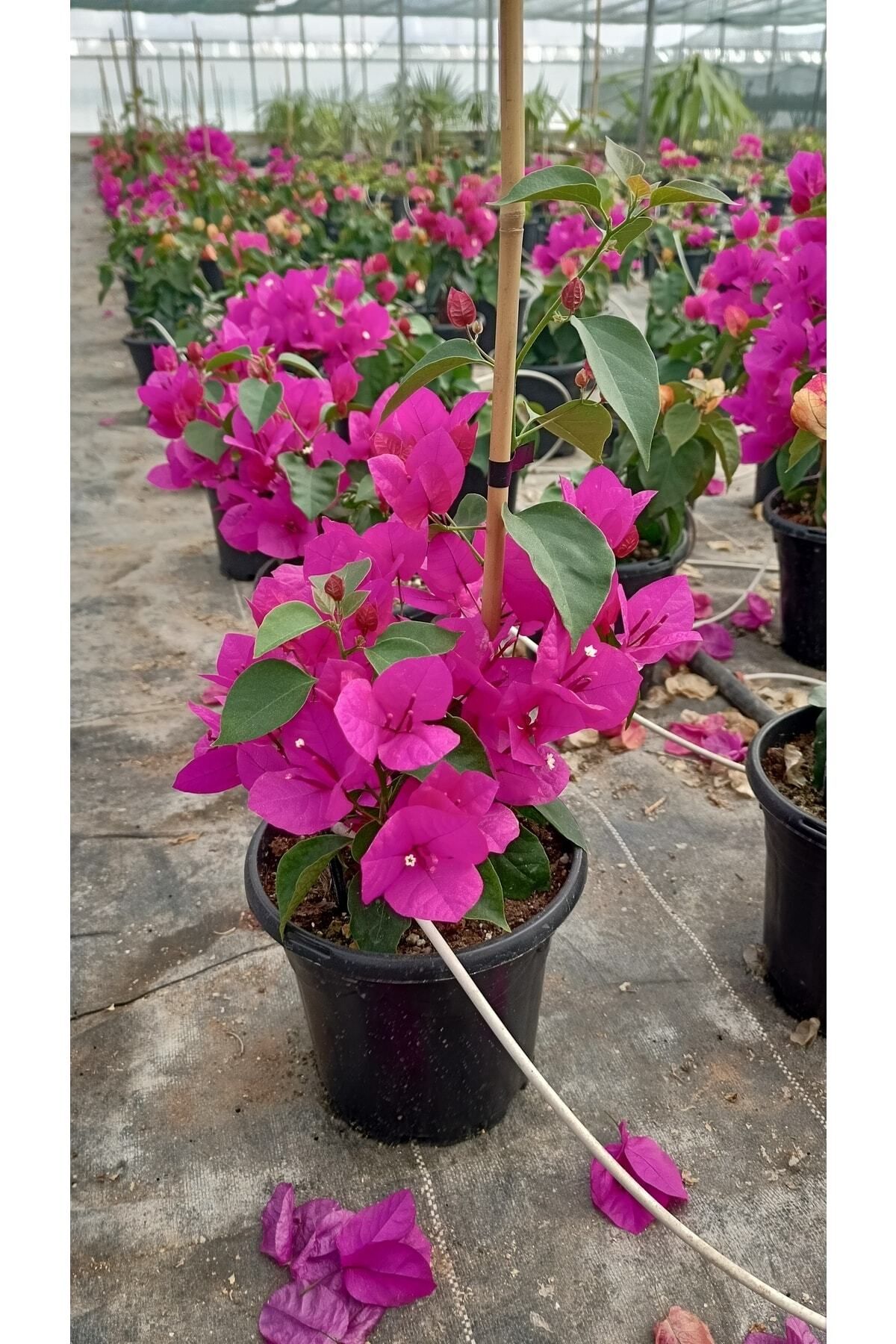 bitkidünyam Sarmaşık Begonvil Çiçeği- Fuşya Renk Sarılıcı Begonvil - 40/50cm