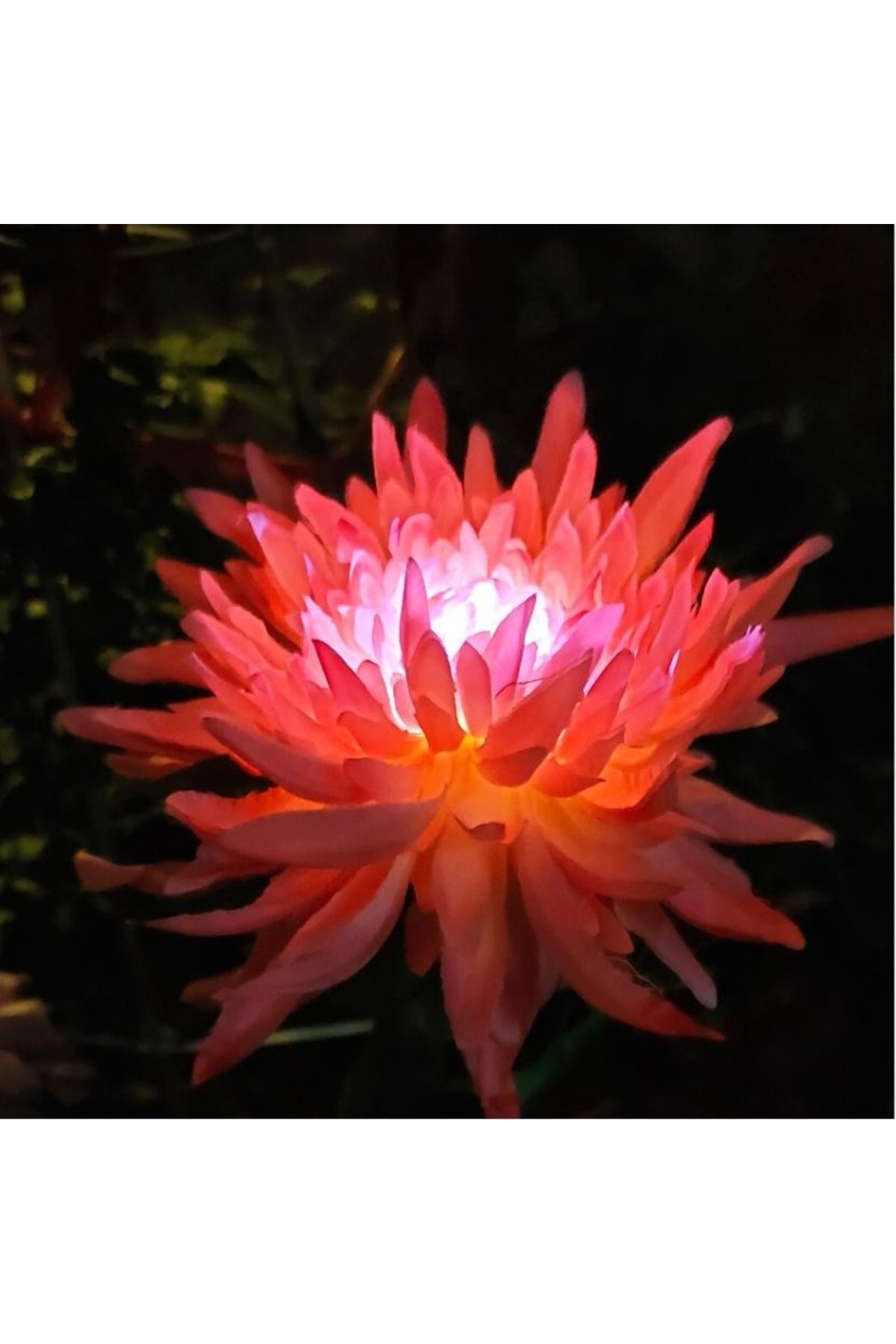 gaman 2 Adet Güneş Enerjili Dış Mekan Peyzaj ve Dekorasyon İçin Yapay Krizantem Çiçeği LED Işıkları