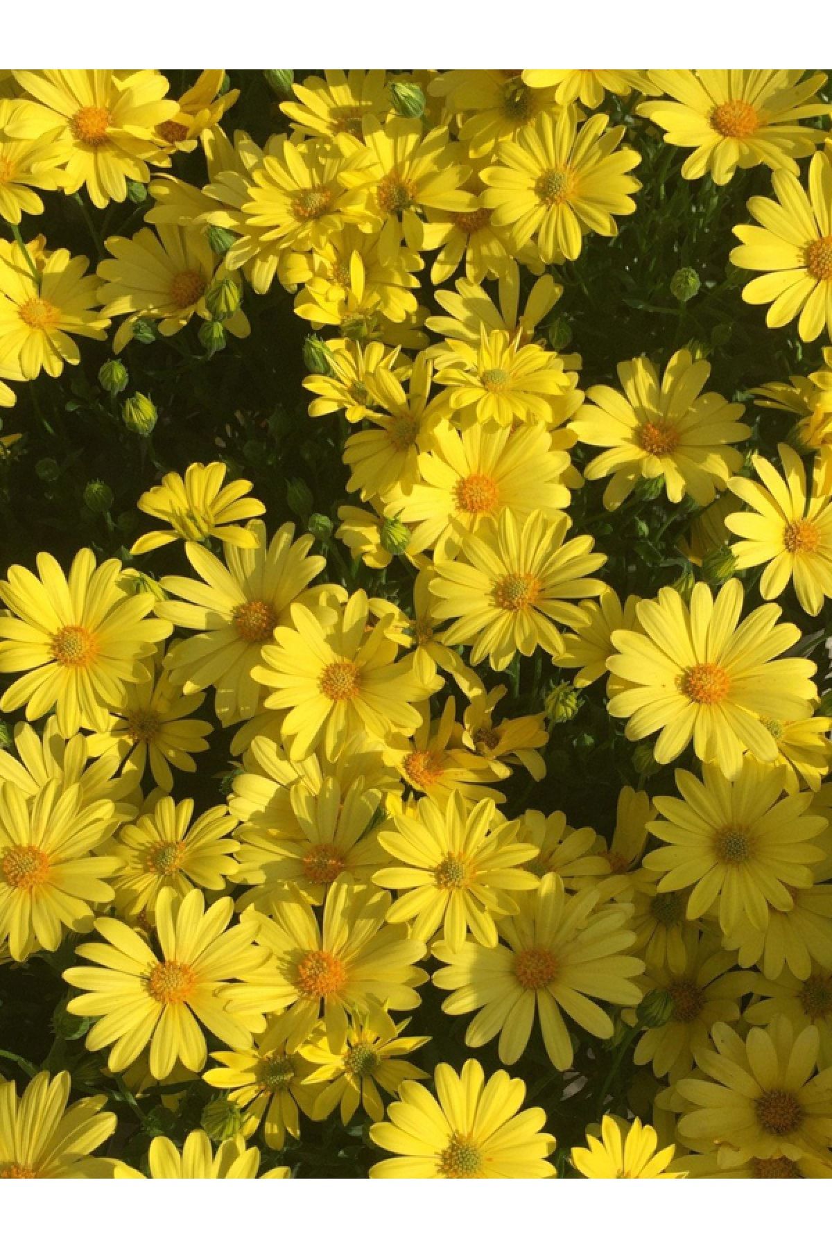 aktarix +10 Adet Sarı Papatya Çiçeği Tohumu