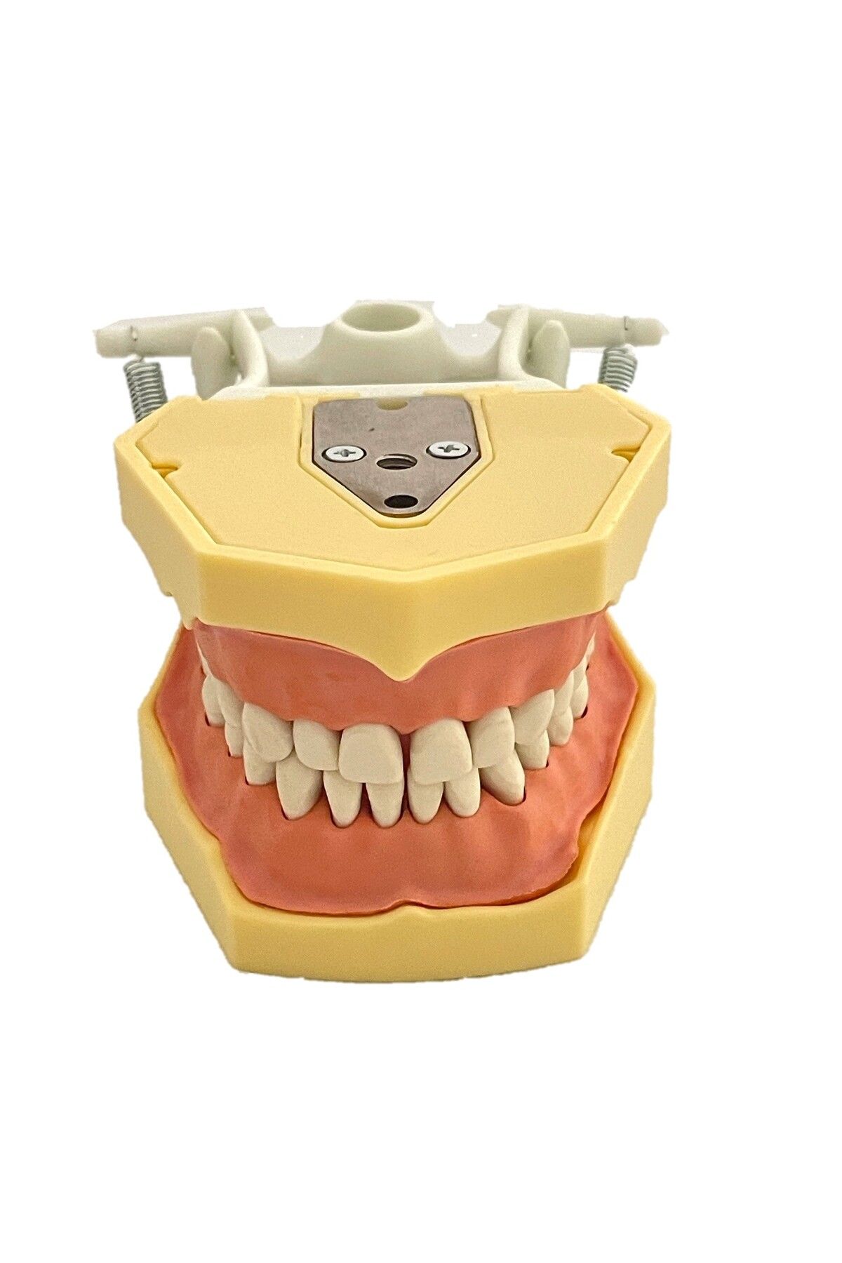 POLYWAX Fuji Uyumlu Çene Çalışma Modeli, Diş Hekimliği Fak. Öğrencileri Eğitimi Için,32 Dişli (BLK3420)