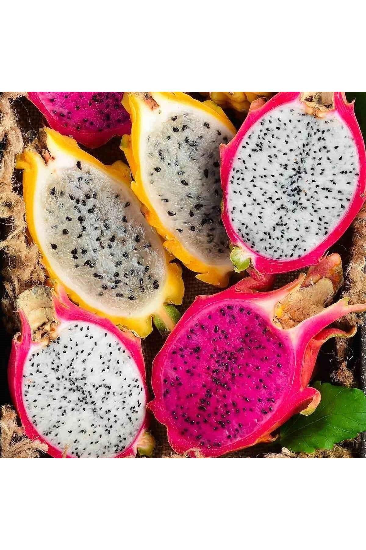 Reyon Bahçe Bodur Saksıya Uygun 3 Farklı Renk Pitaya Ejder Meyvesi Fidanı Pakedi